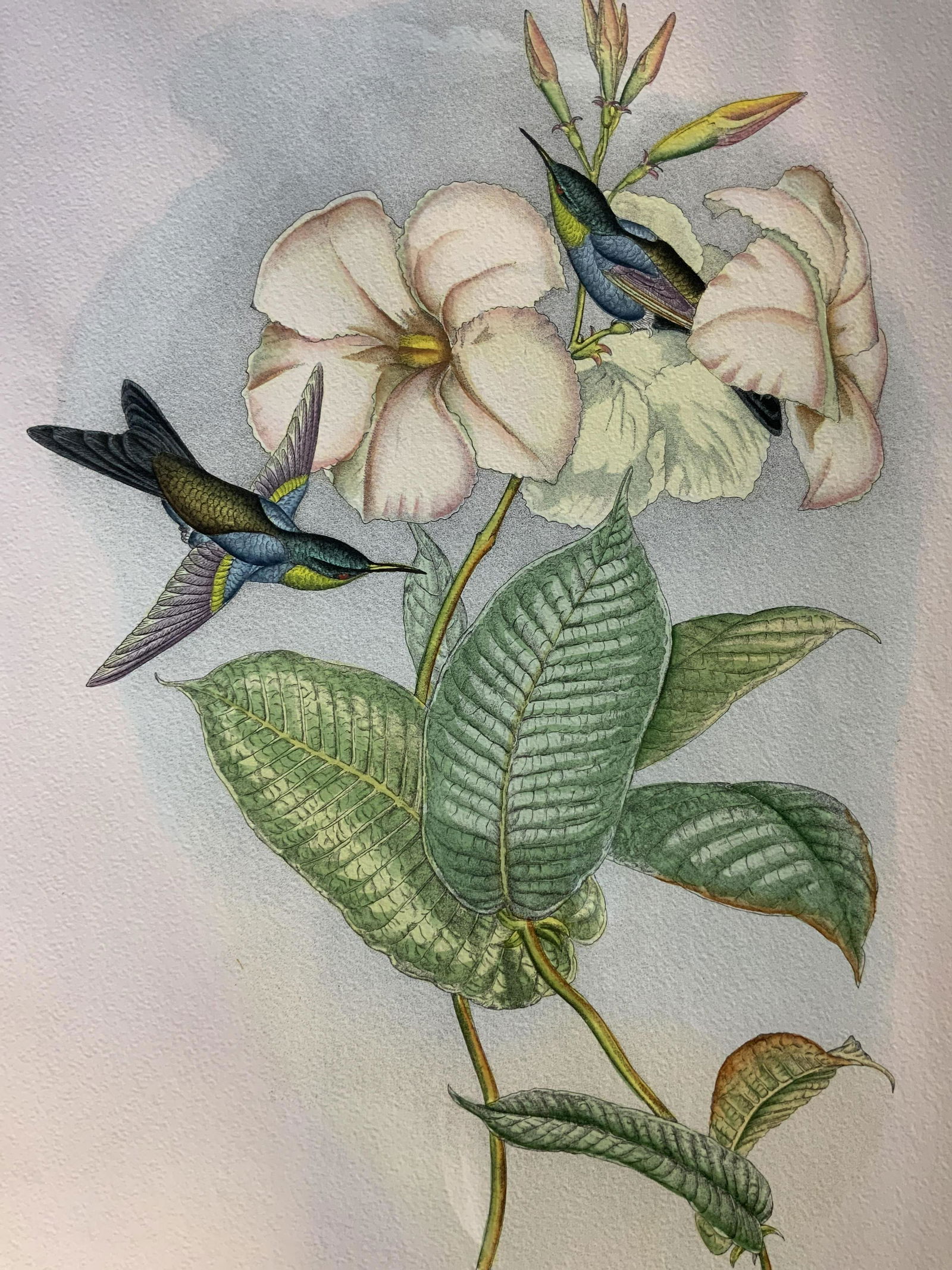 JOHN GOULD Wood Nymph Hummingbird Lithograph (1 of 11)
