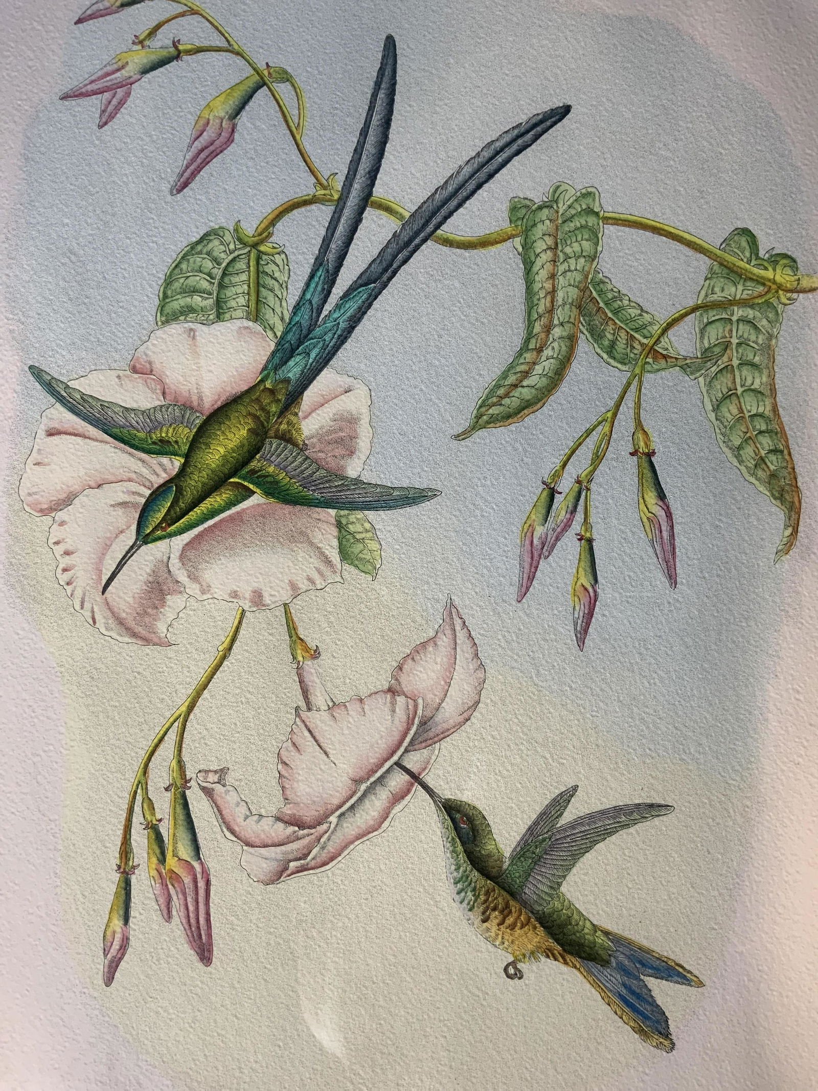 JOHN GOULD Scissor Tailed Hummingbird Lithograph (1 of 11)