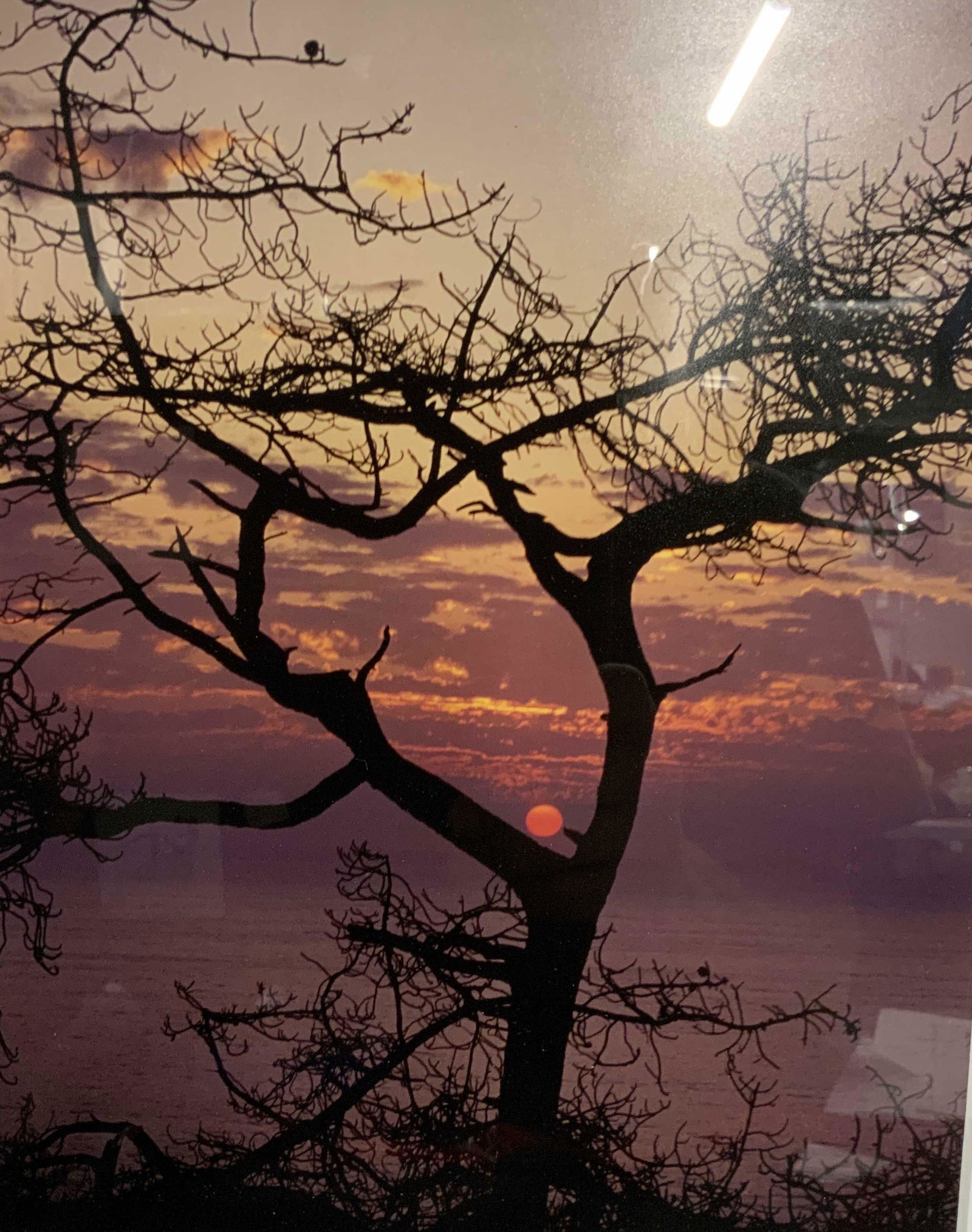 DAVID MARTIN Signed Torrey Pine Sunset Photograph (1 of 5)