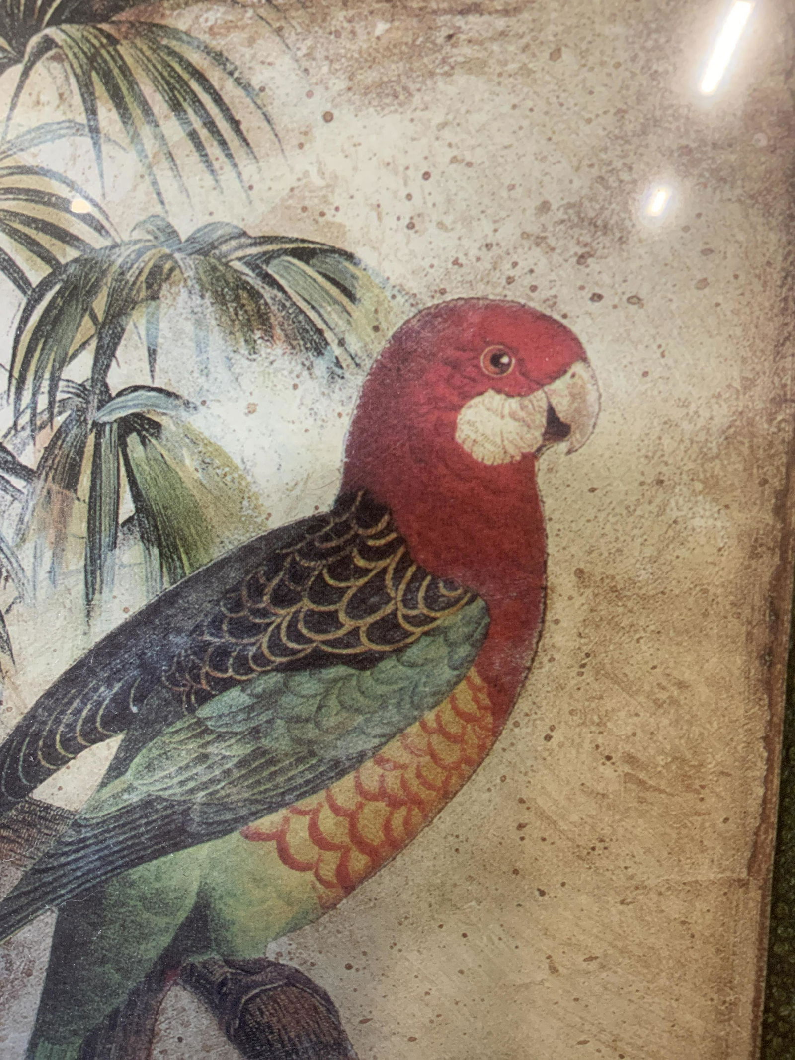 Set of 2 Framed Bird Lithographs (1 of 8)