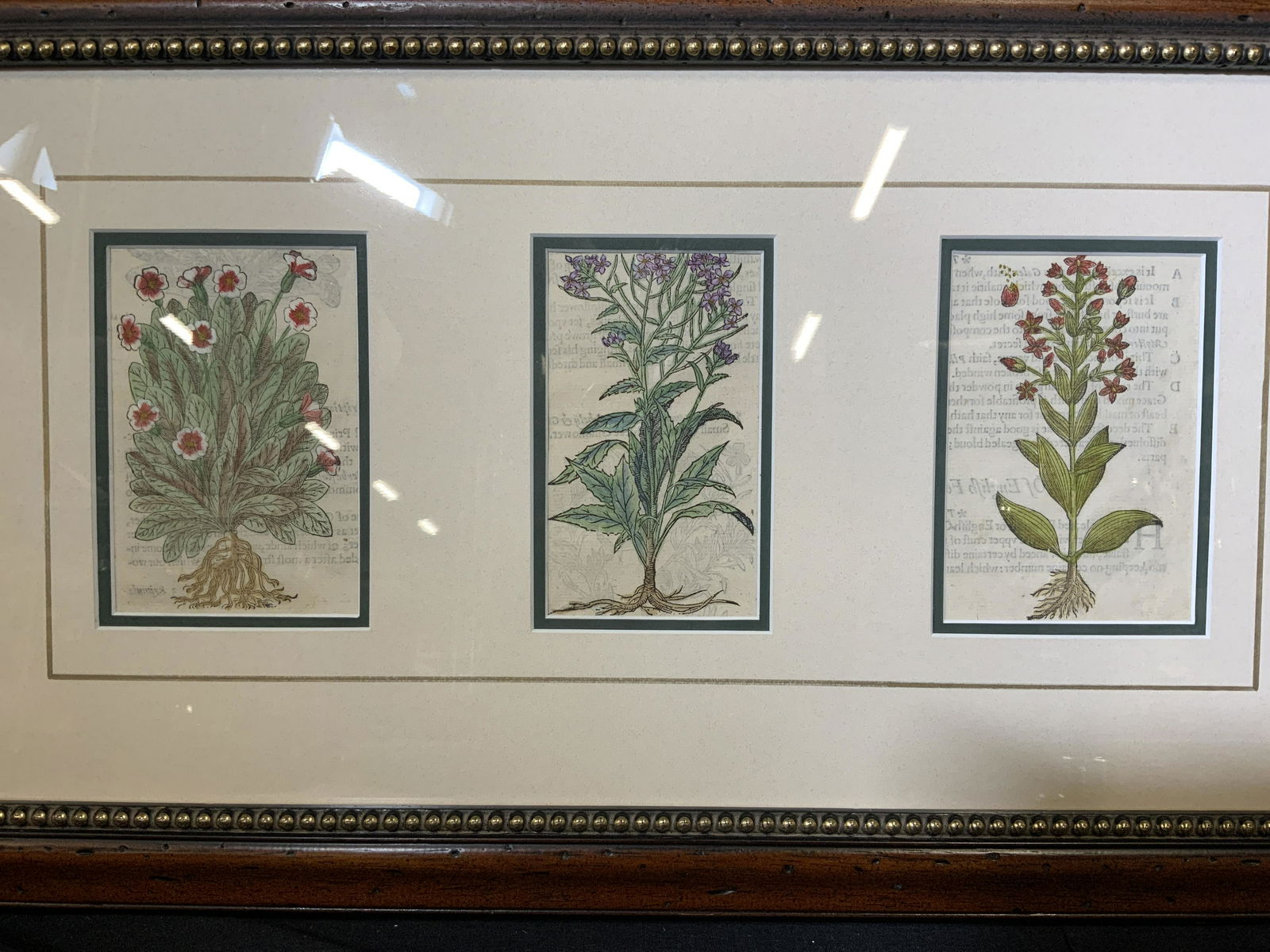 Hand Colored Botanical Engravings (1 of 7)