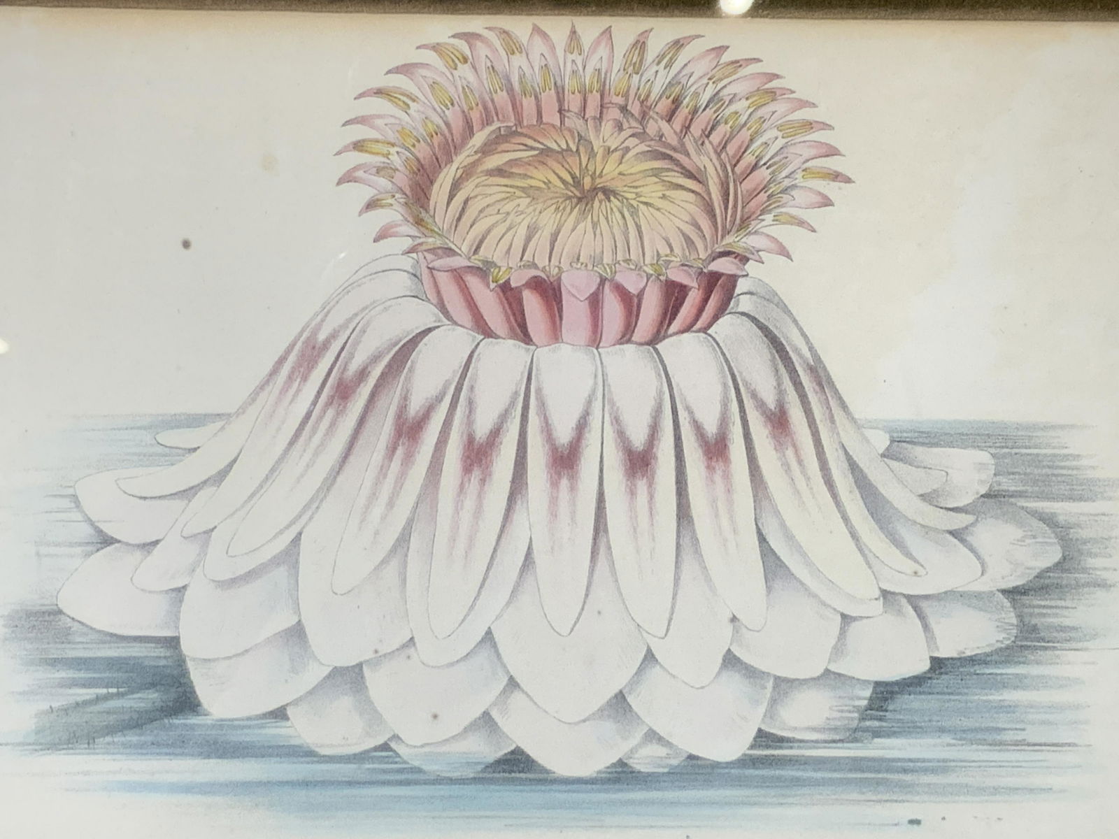 Floral Lithograph of Victoria Regia (1 of 6)