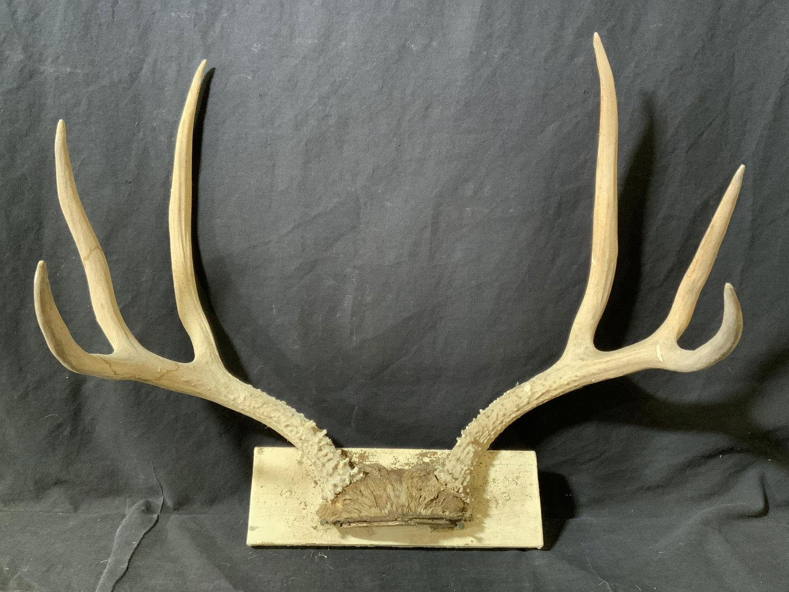 Pair Mounted Antlers (1 of 11)