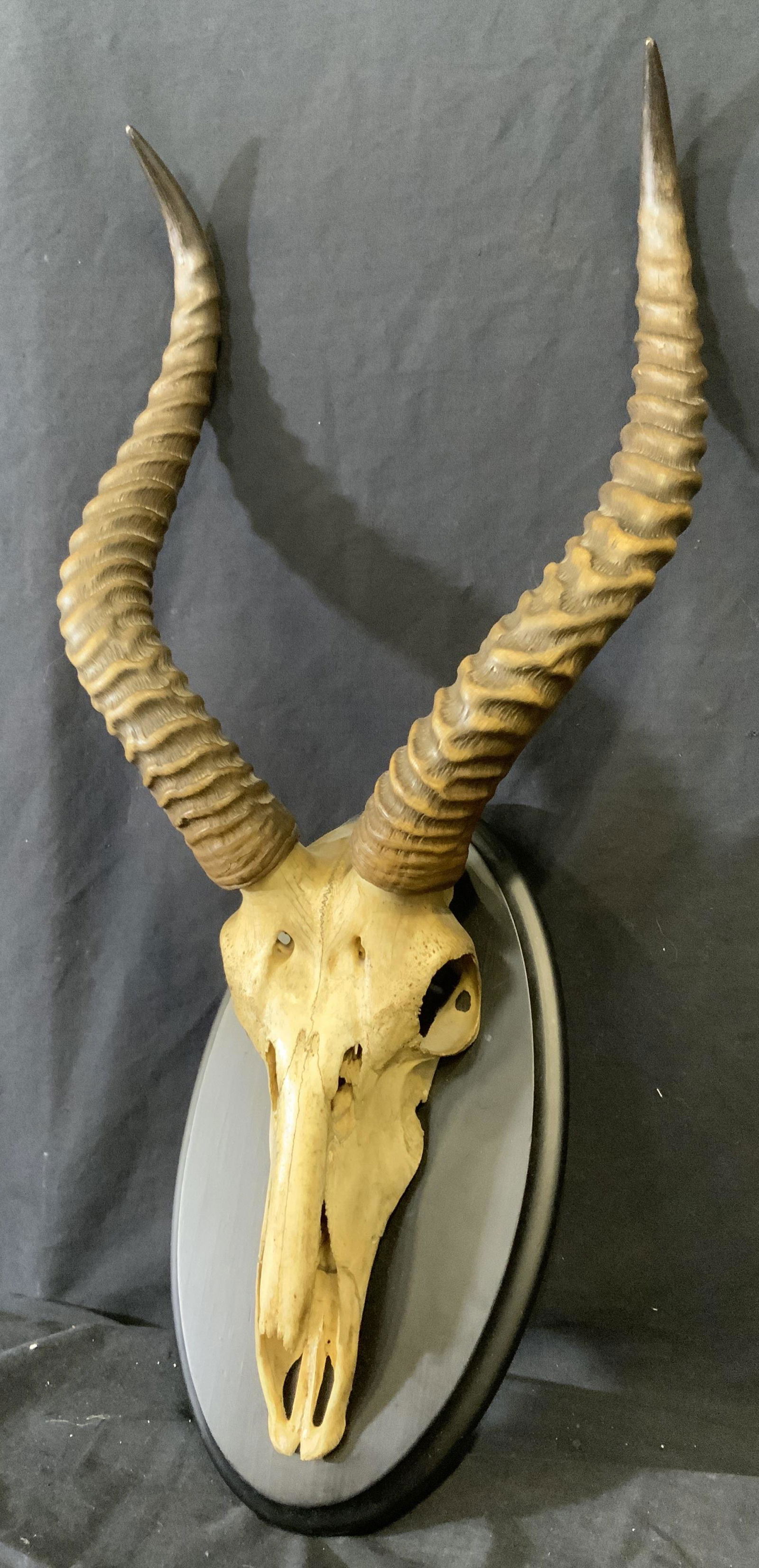 Mounted Antelope Skulk with Horns (1 of 5)