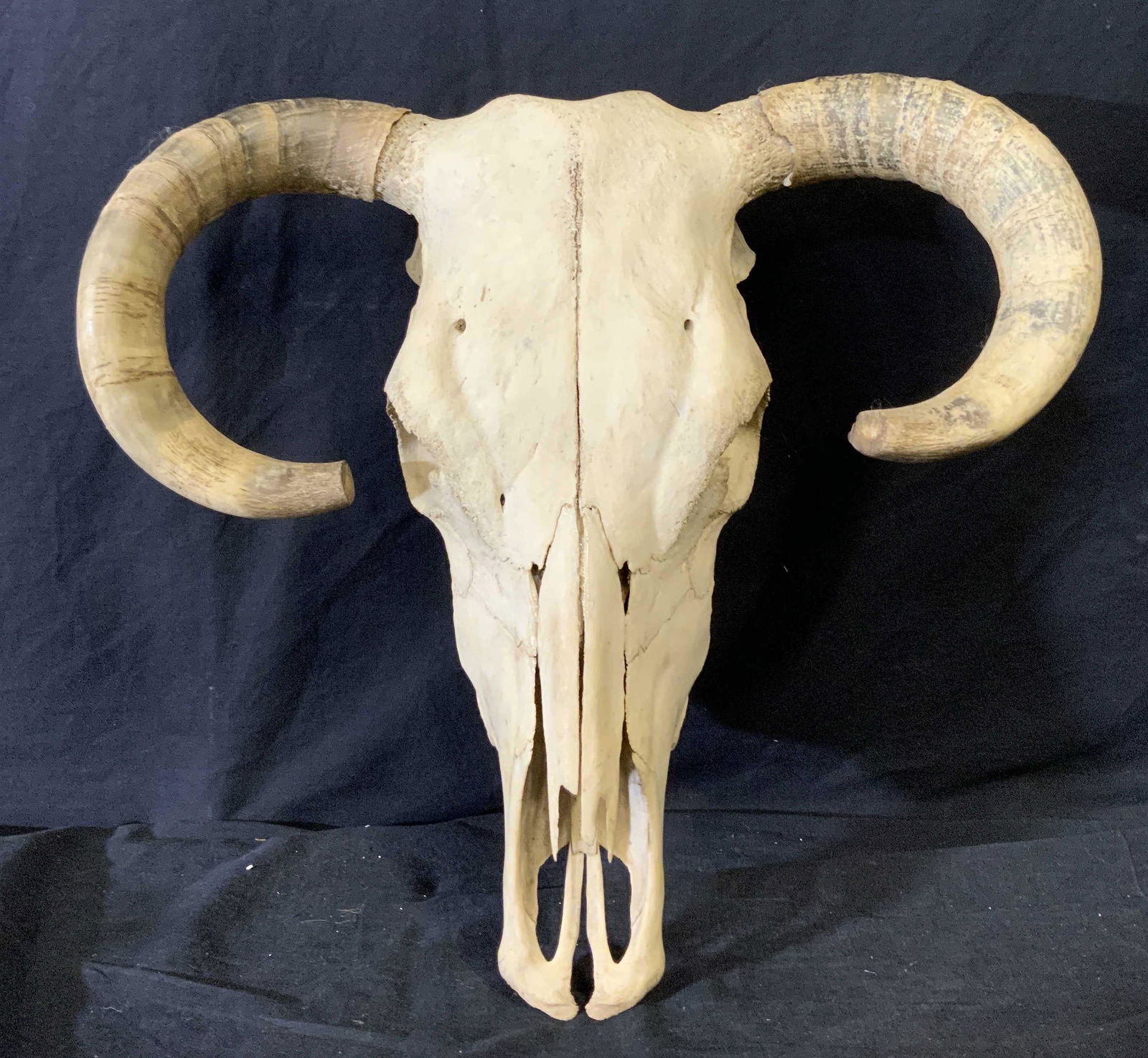 Horned Cow Skull (1 of 6)