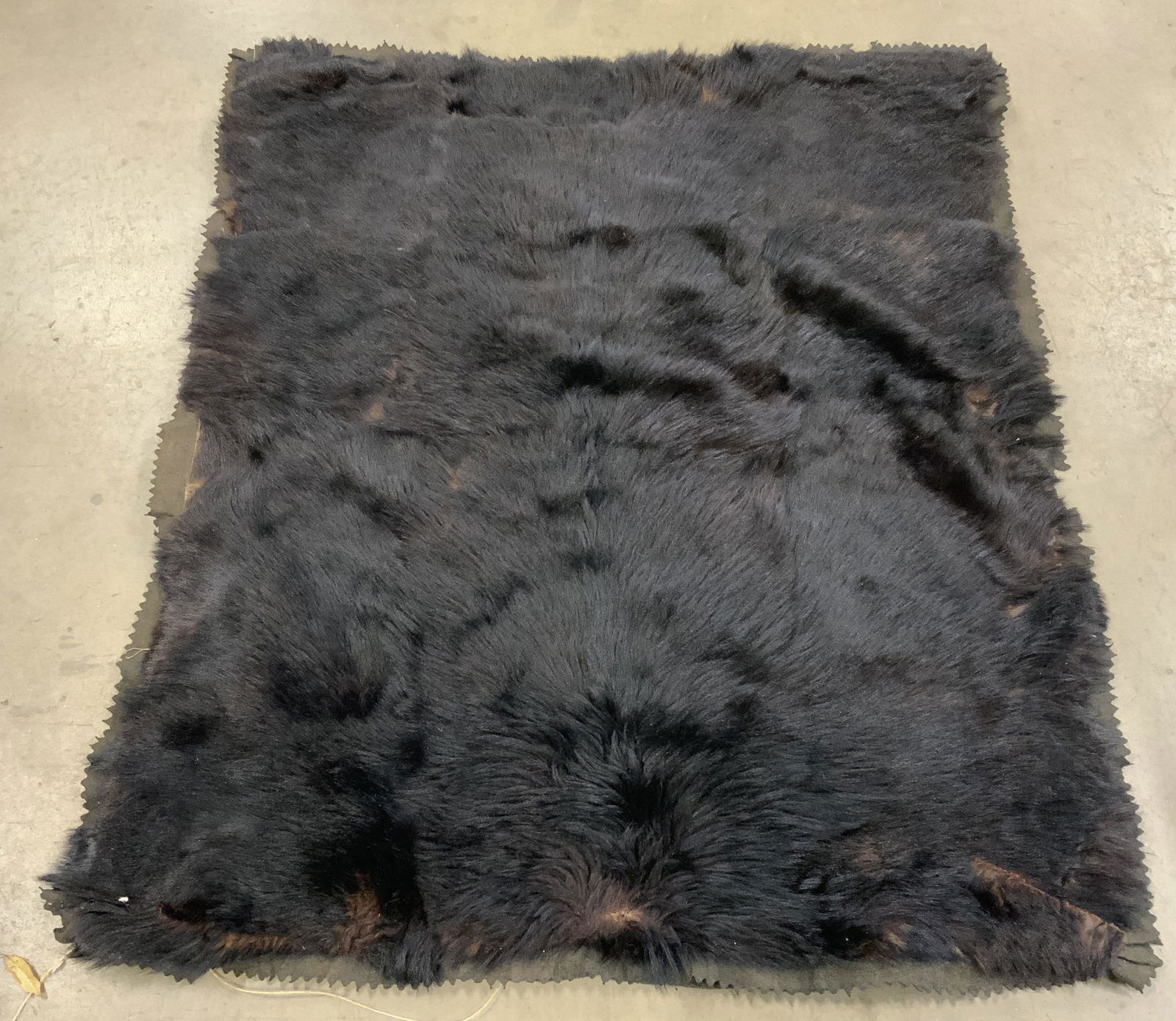 Antique Bear Skin Bear Hide Carpet (1 of 10)