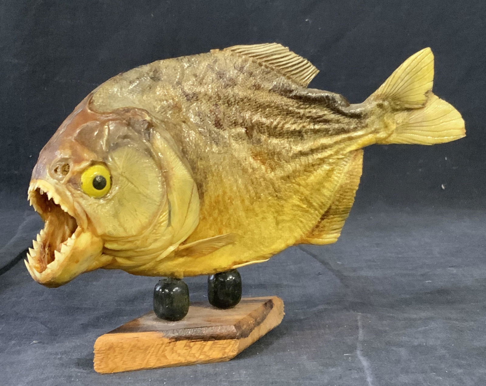 Taxidermy Piranha on Wood Base: A taxidermy piranha with hand painted composite material for the eyes. The base is a Diamond shaped natural wood and the spokes used to hold up the piranha are encased In wooden beads. Approximately 5