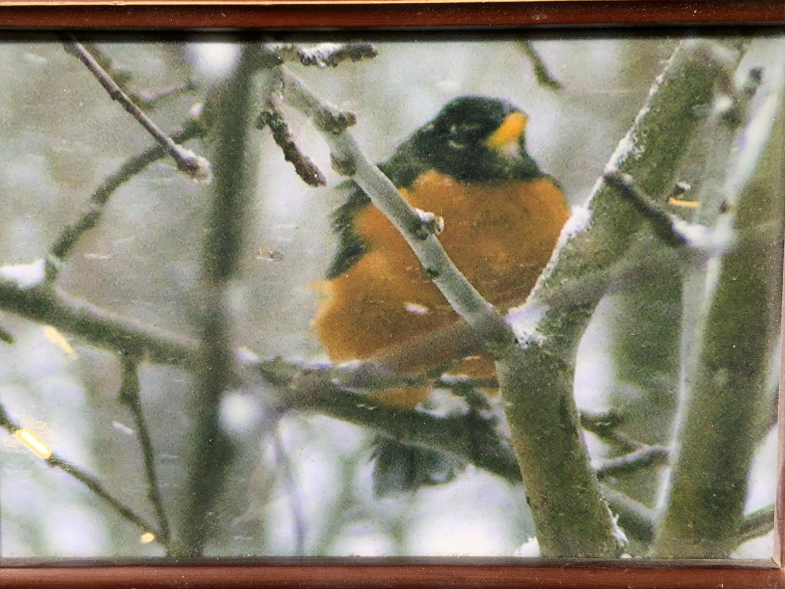 Robin in Winter Framed Lithograph (1 of 7)