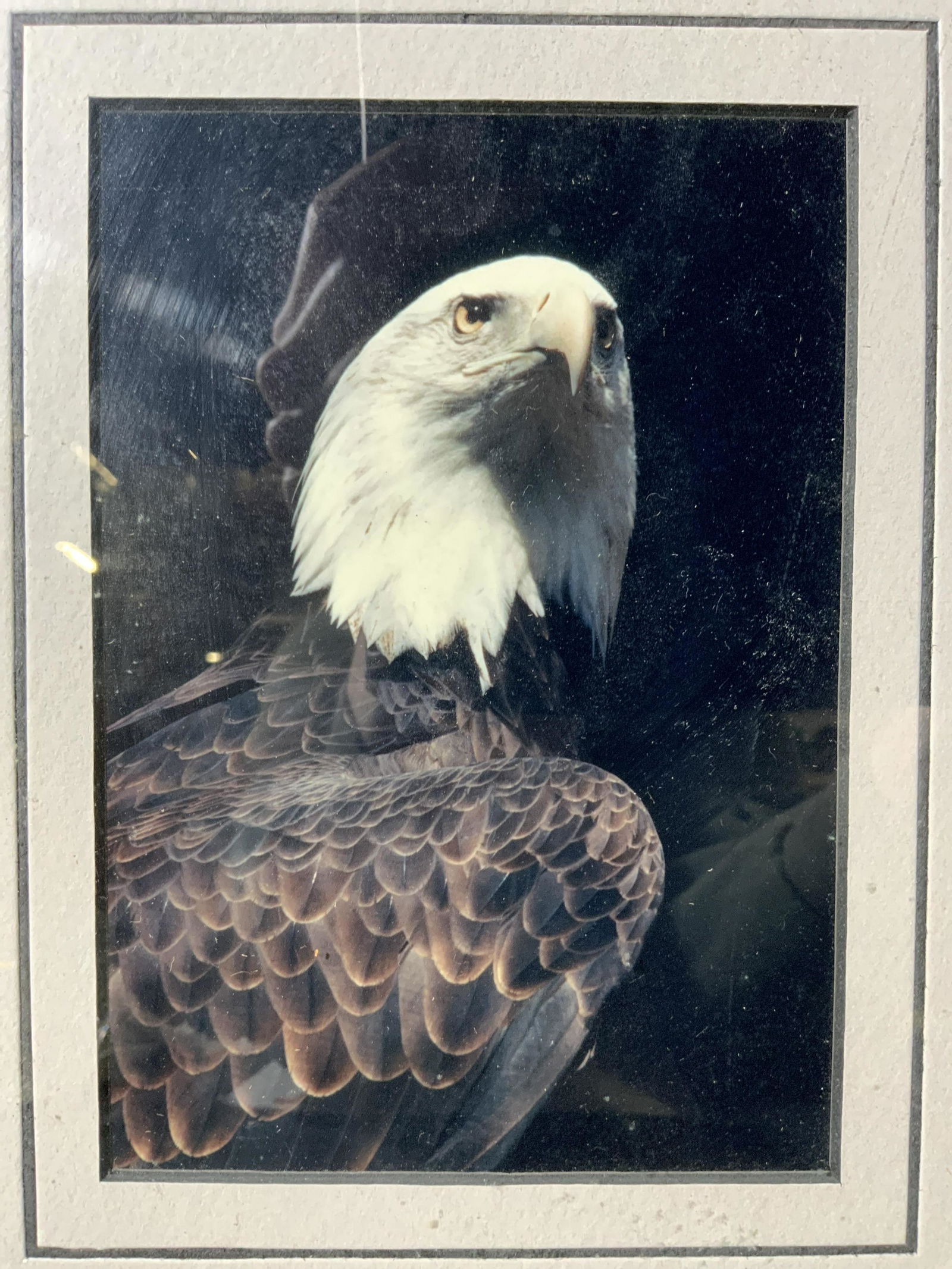 Majestic Bald Eagle Framed Photograph (1 of 7)