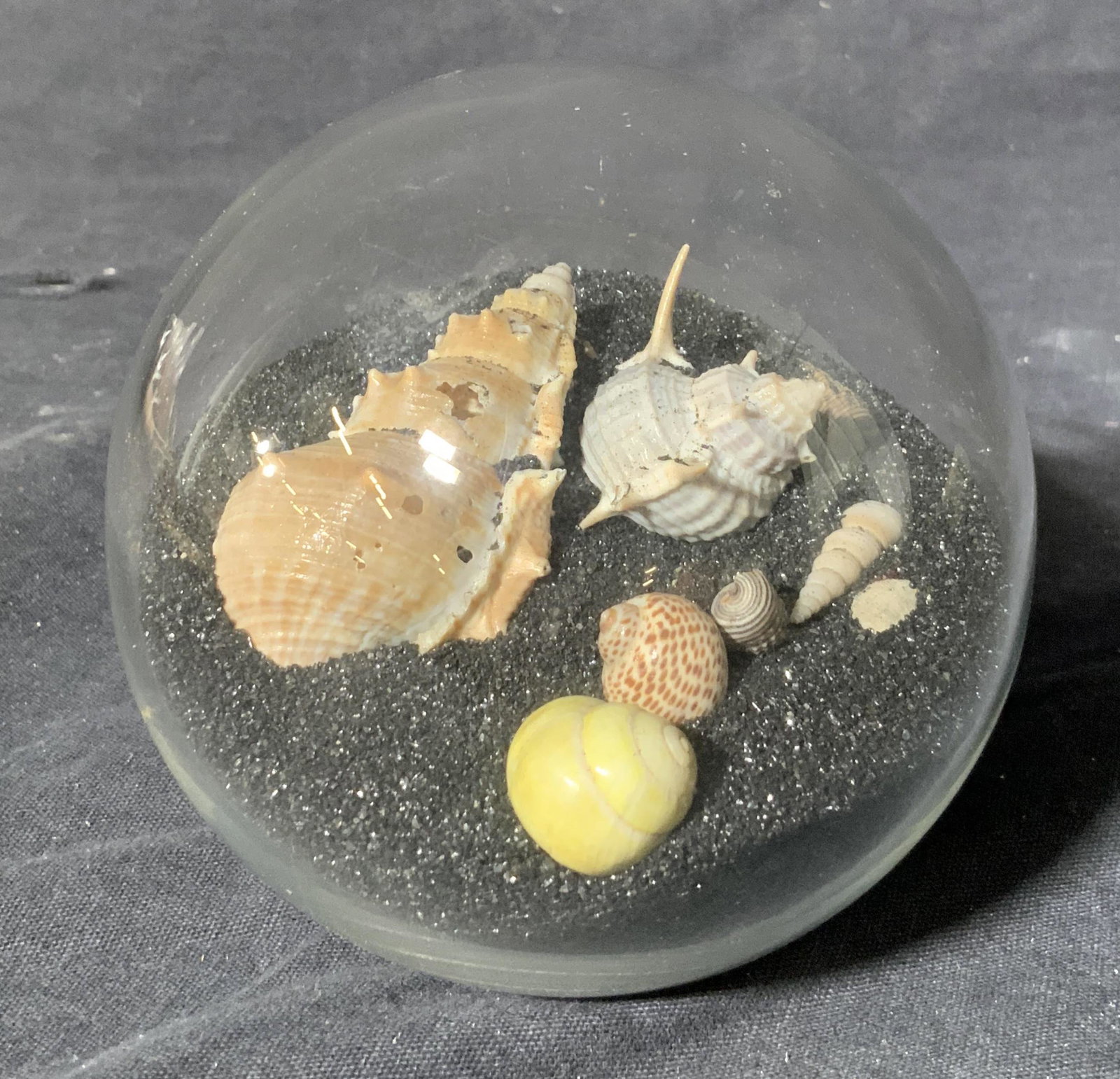 Seashells in Orb Paperweight: Seashells in Orb Paperweight, hallmark on underside reads ‘Carlugs Buffalo NY’, ball has black sand and different size, colors, and types of sea shells inside, measures 4 1/4 w x 4 h inches, wear 