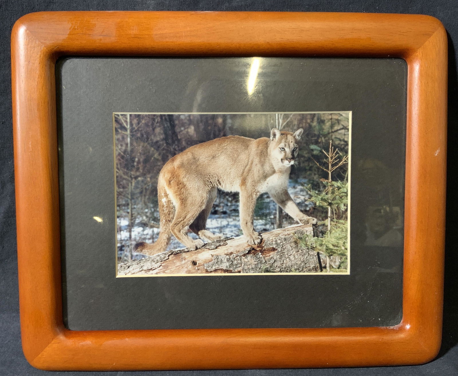 Winter Mountain Lion Framed Photograph (1 of 7)