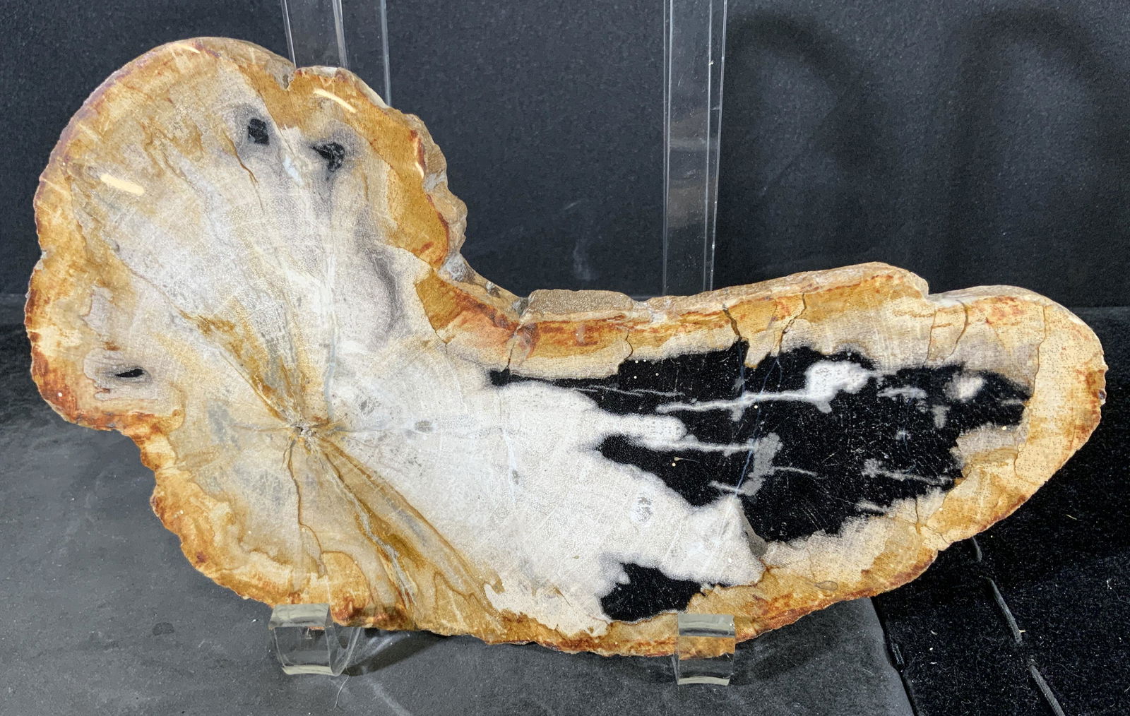 Arizona Petrified Wood Slab: Slab as petrified wood. Wear is consistent with age. Measures approx 9 inches w, and 5.25 inches long. Fossil, petrified wood, decorative accessories, home decor, decorative arts, decorative furnishin