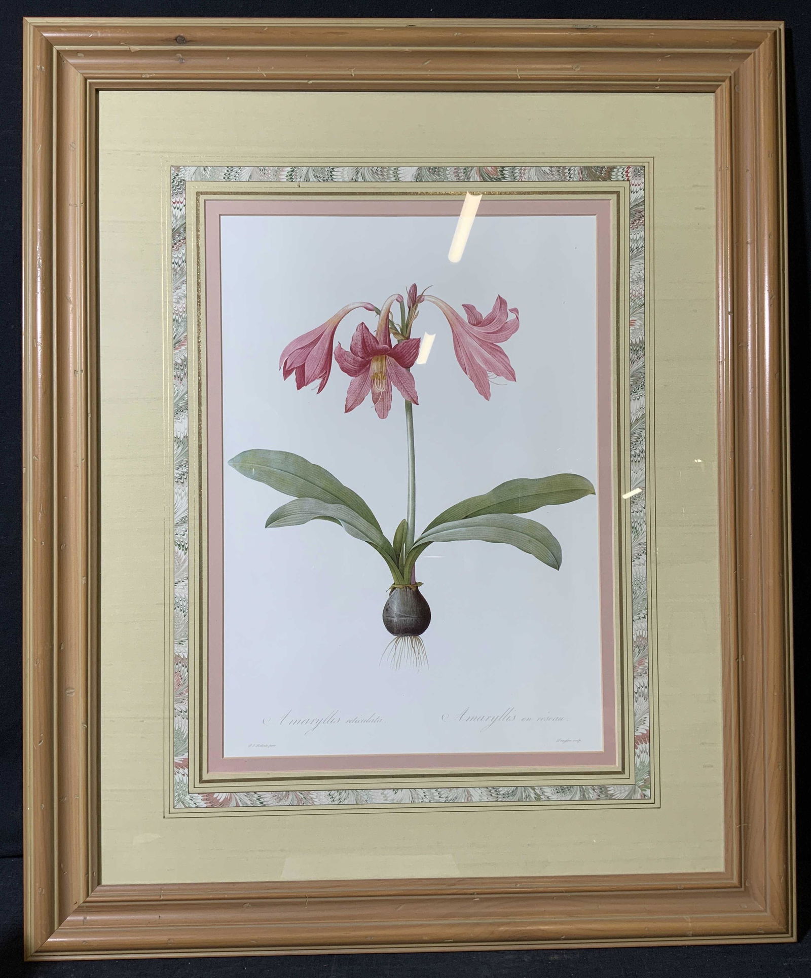 JOHN RICHARD Amaryllis Reticulata Lithograph (1 of 13)
