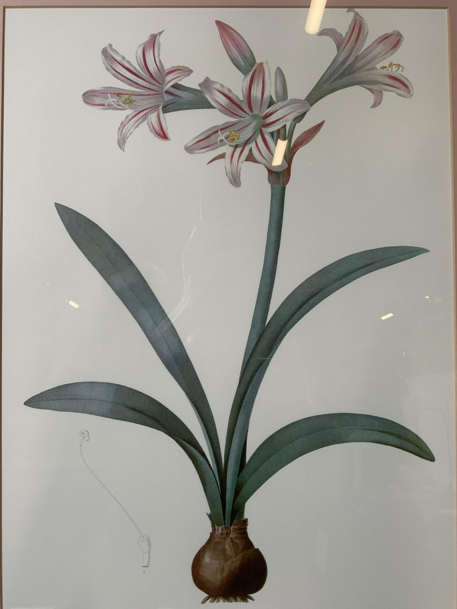 JOHN RICHARD Amaryllis Vittata Lithograph (1 of 14)