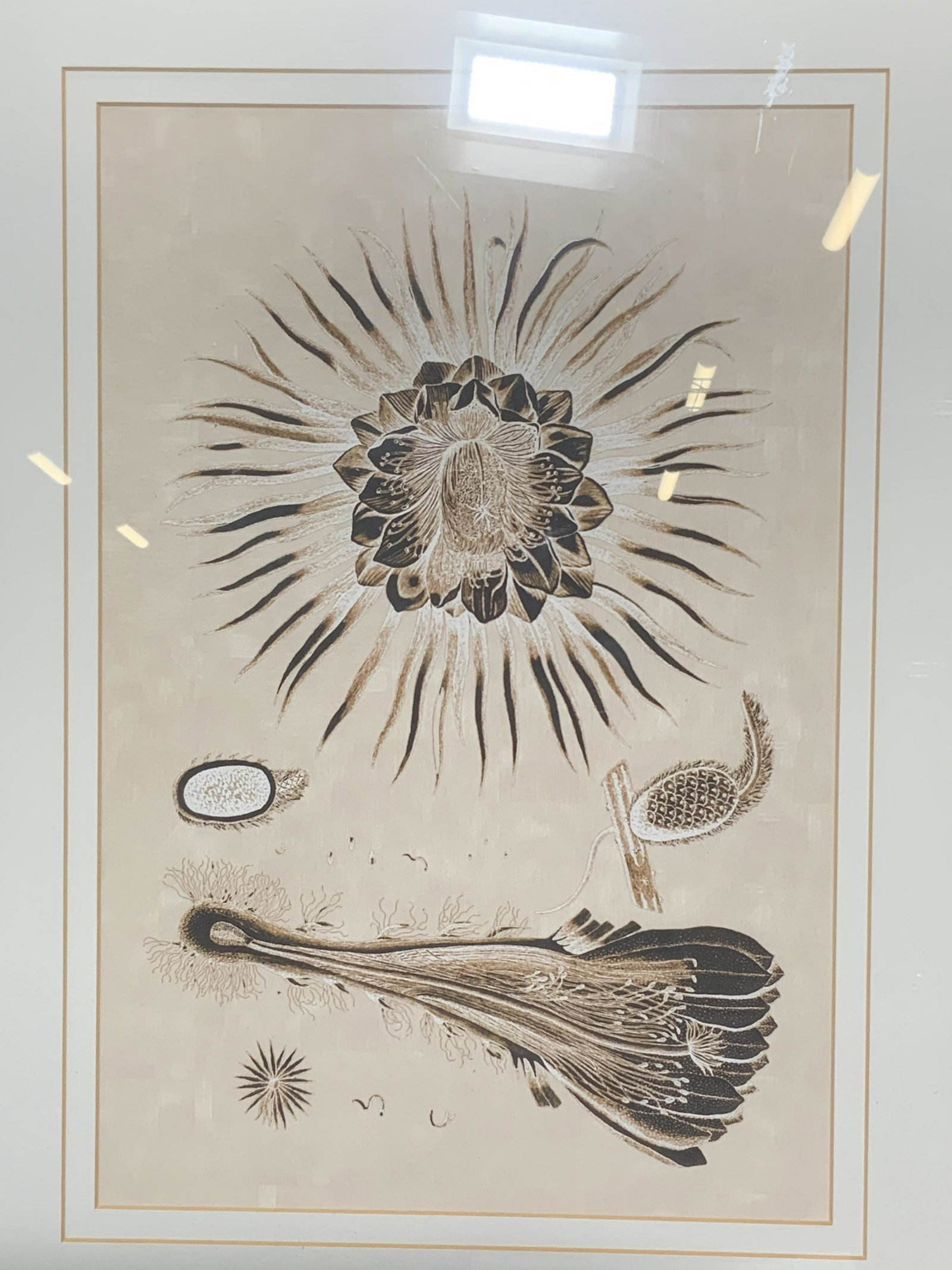Framed Serigraph of Aboriginal Botanical Art (1 of 9)