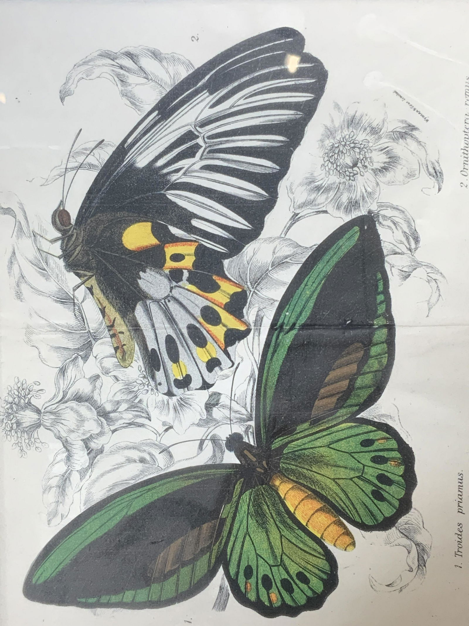 Vintage Framed Hand Colored Engraving Butterflies (1 of 9)