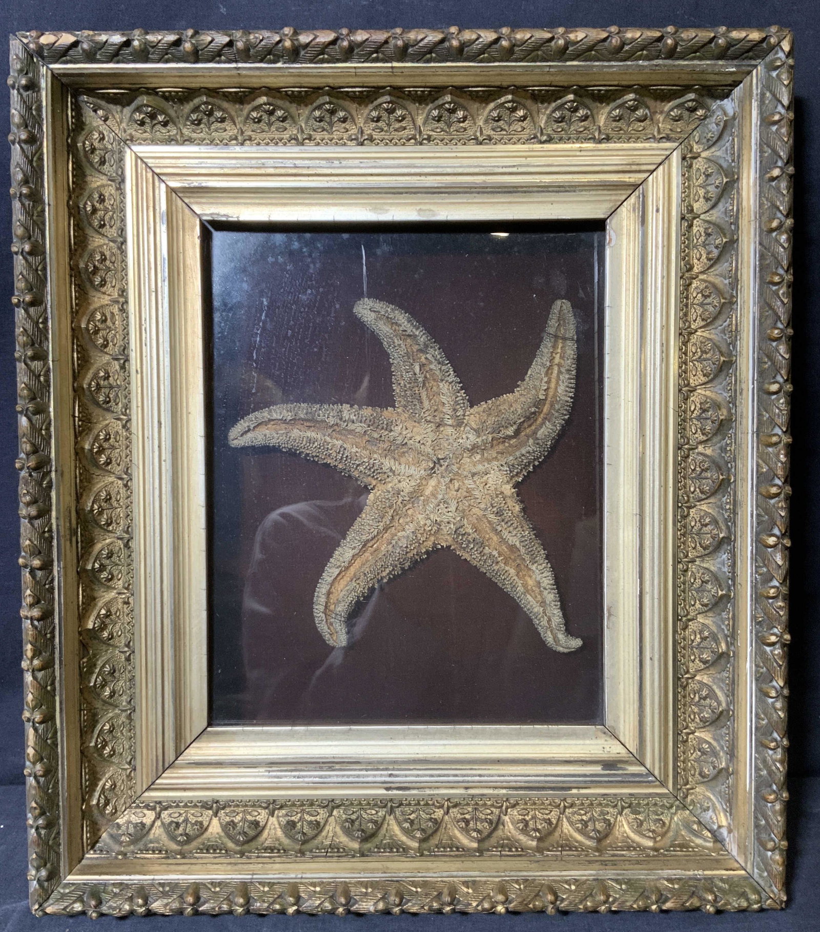 Preserved Starfish Specimen Framed (1 of 10)