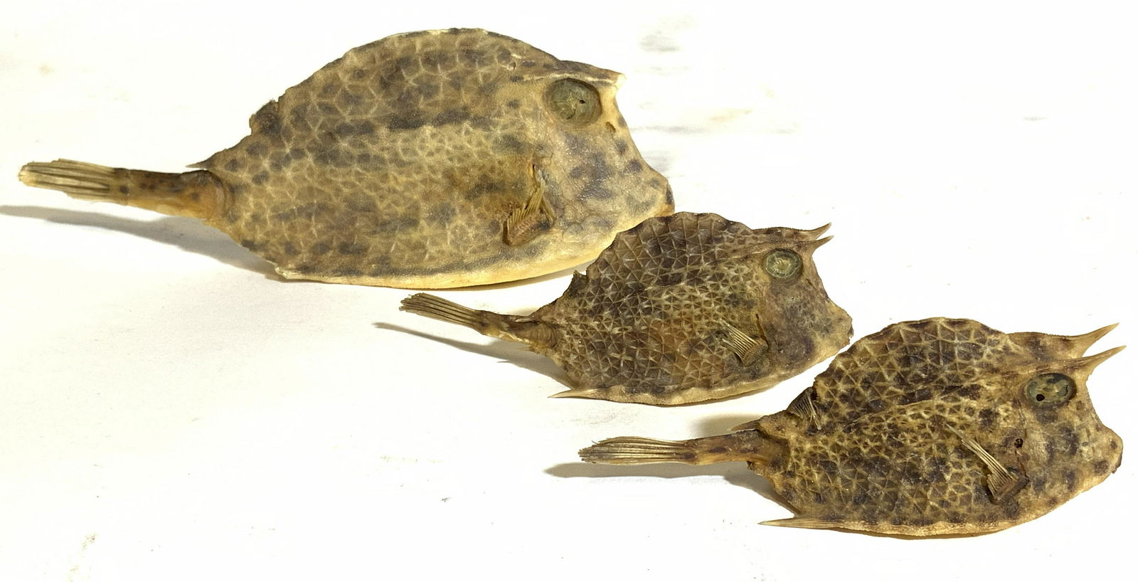 Lot 3 Assorted Taxidermy Cowfish (1 of 7)