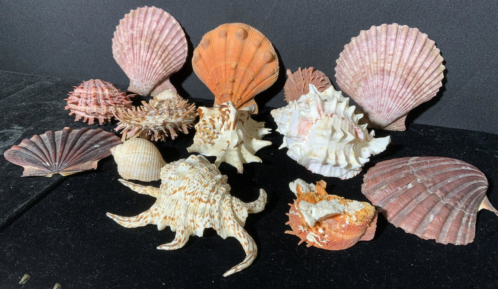 Group Lot 13 Sea Shells (1 of 8)