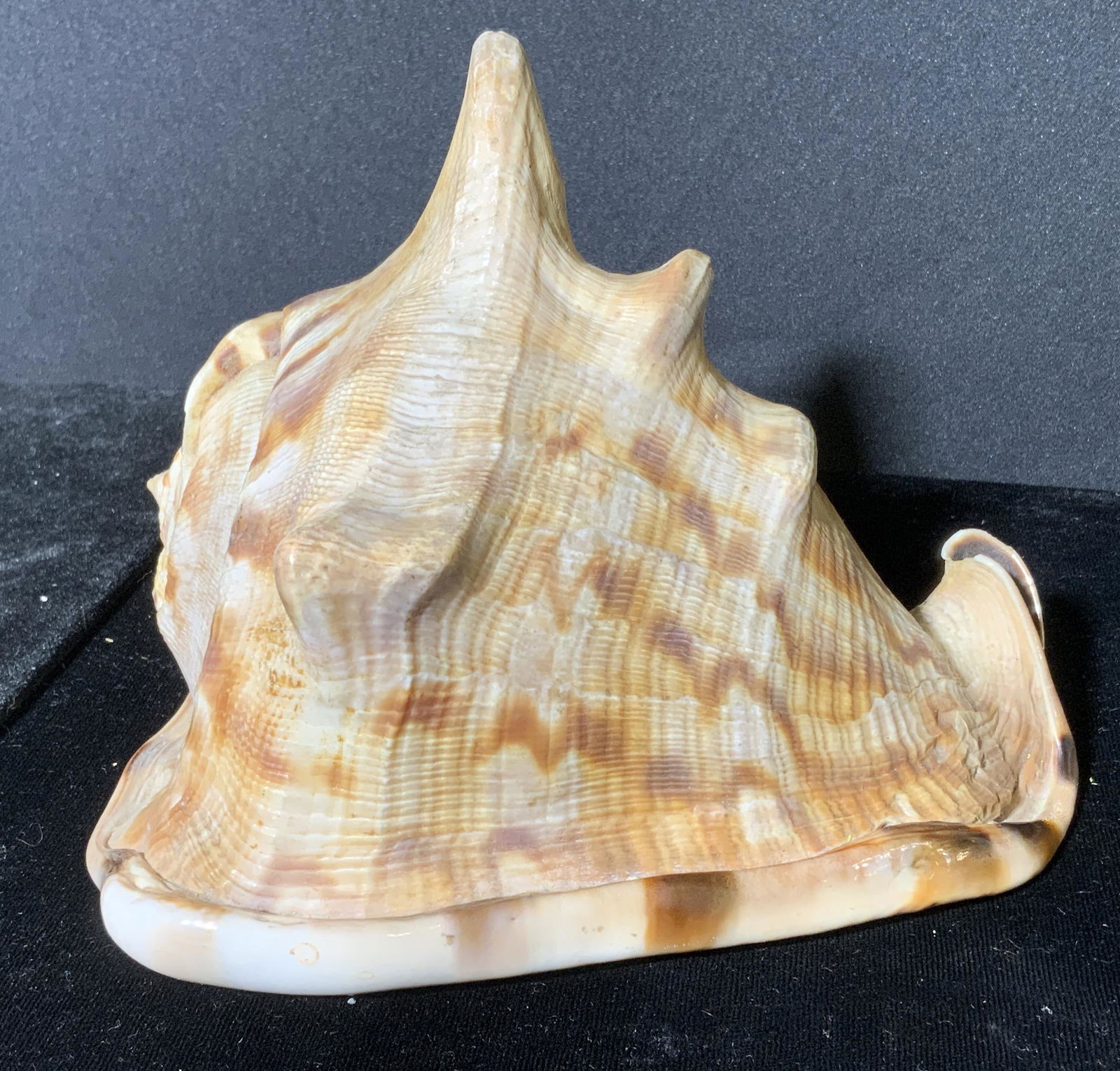 Conch Shell, Decorative Accessory (1 of 5)
