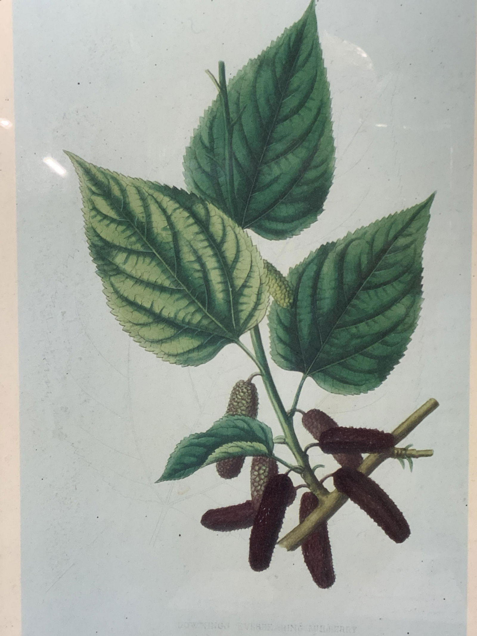 Downings Everbearing Mulberry Botanical Lithograph: Downings Everbearing Mulberry Botanical Lithograph, shows mulberry plant, measures 11 1/2 x 15 inches, wood frame, surface wear to frame, professionally framed, not examined out of frame. Art, wall ar