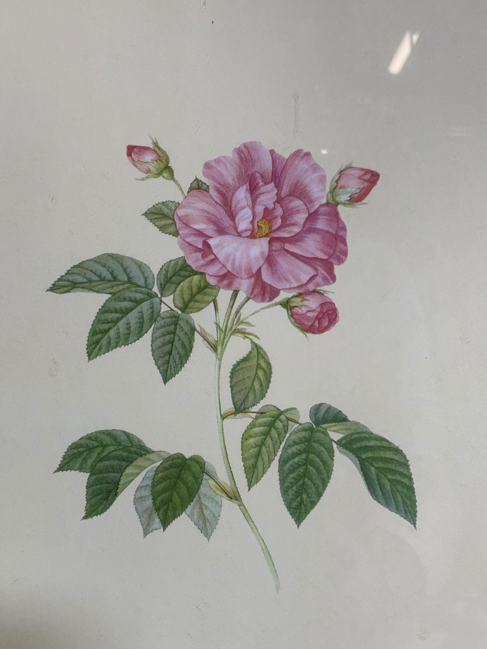 Antique Framed Botanical Lithograph of Pink Rose (1 of 9)