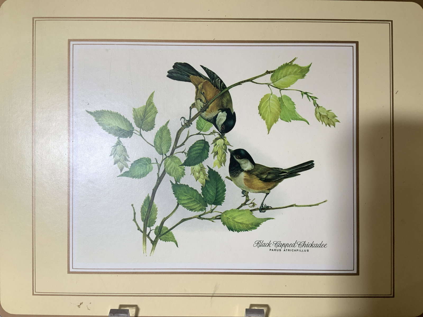Botanical and Avery Cork Back Placemat set 4: Various birds on branches, each with scientific name written in corner. Birds include Chickadee, Scarlet Tanager, Goldfinch, and Baltimore Oriole. Yellow background with gold paint edges. Cork back, m
