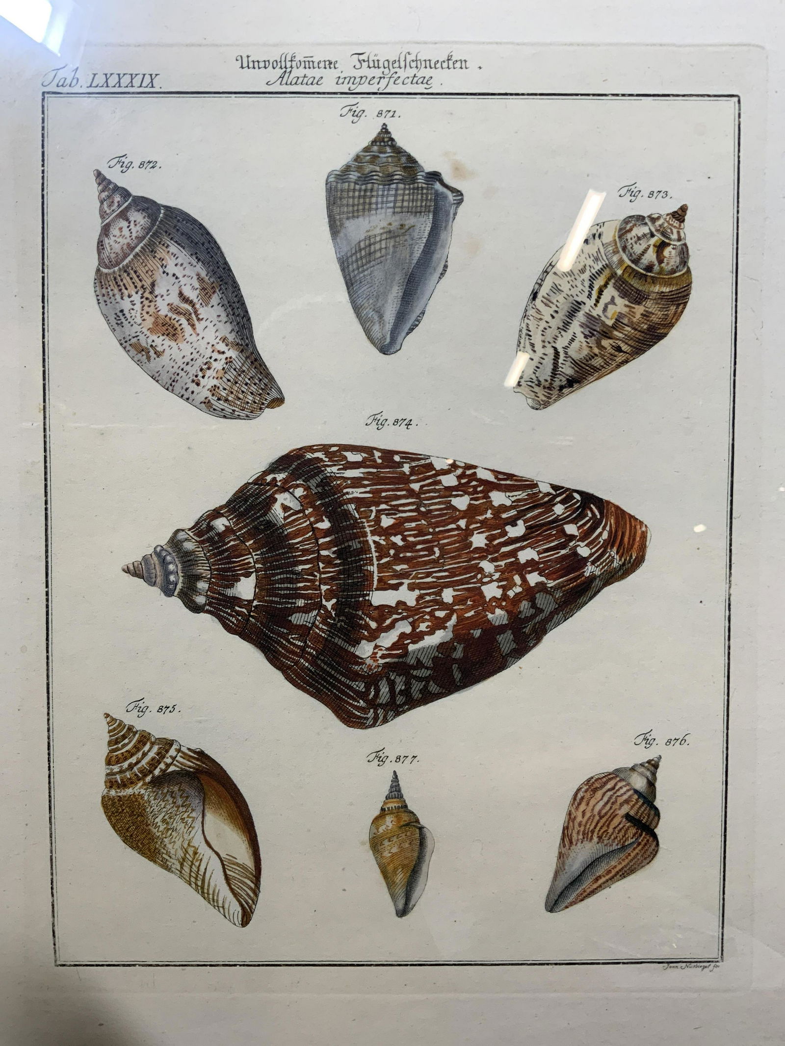 VINTAGE JOAN NUSBIEGEL Shell Lithograph (1 of 7)