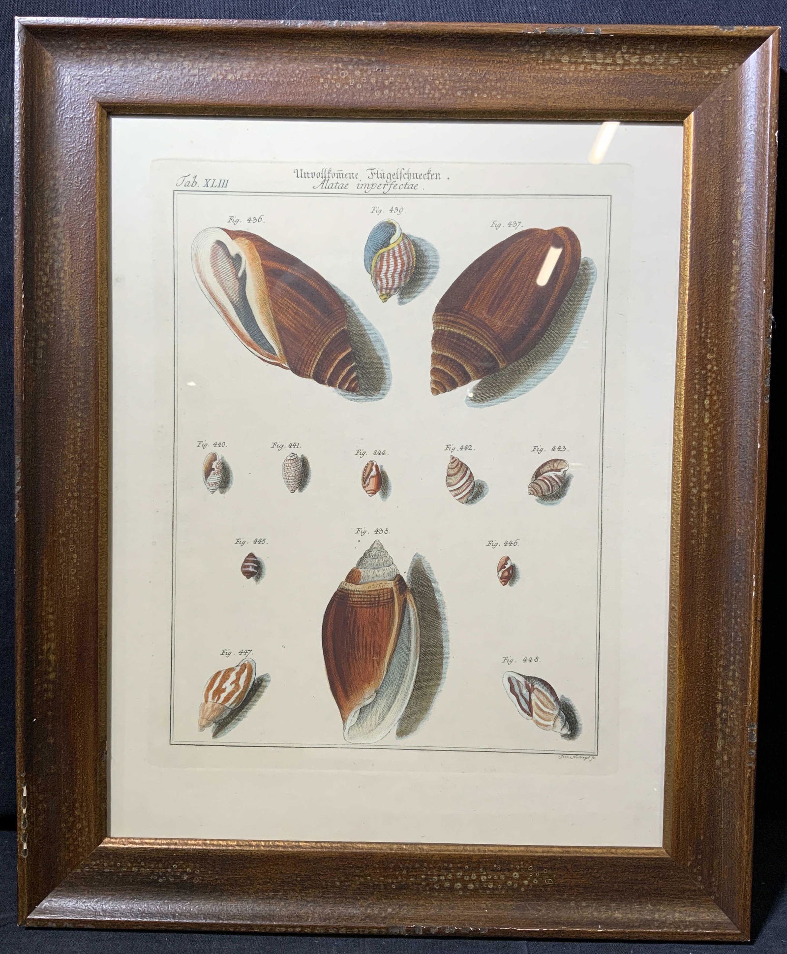 VINTAGE JOAN NUSBIEGEL Shell Book Lithograph (1 of 7)