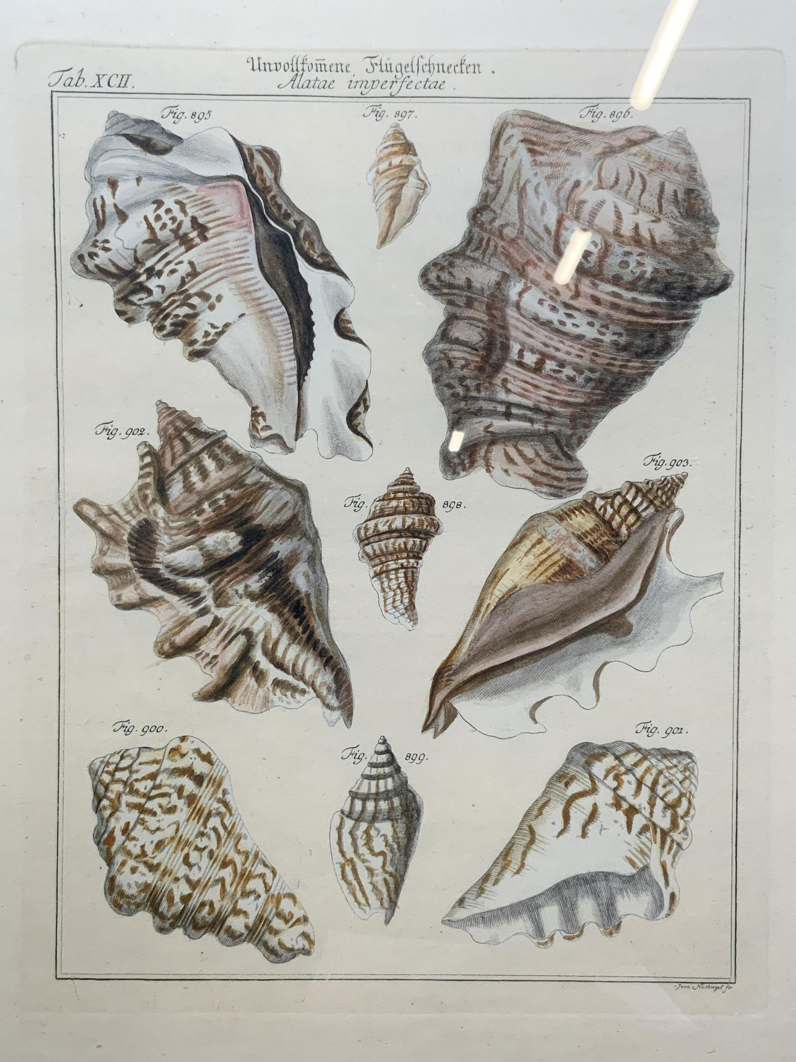 VINTAGE JOAN NUSBIEGEL Sea Shell Lithograph (1 of 5)