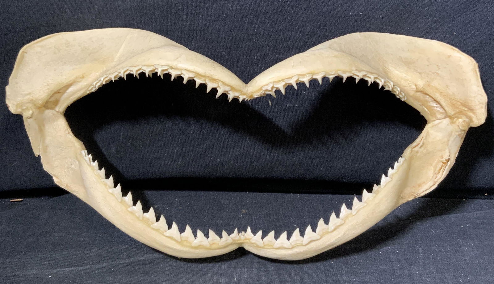 Shark Jaws Jagged Teeth Statue: Shark Jaws Jagged Teeth Statue, measures 14 inches long x 7 inches tall x 4 inches wide, Oddities, Art, art statue, decorative art, shark jaws. Shark teeth, shark mouth, deep sea wildlife, sea wildlif