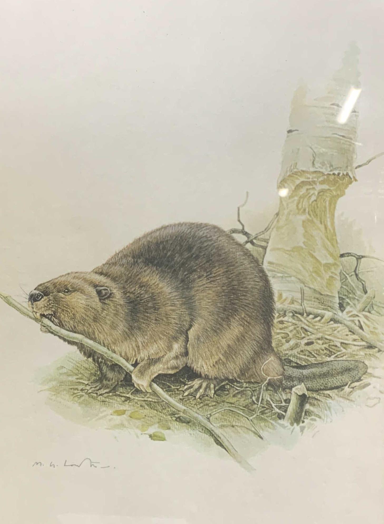 GLEN LOATES Beaver Lithograph (1 of 6)