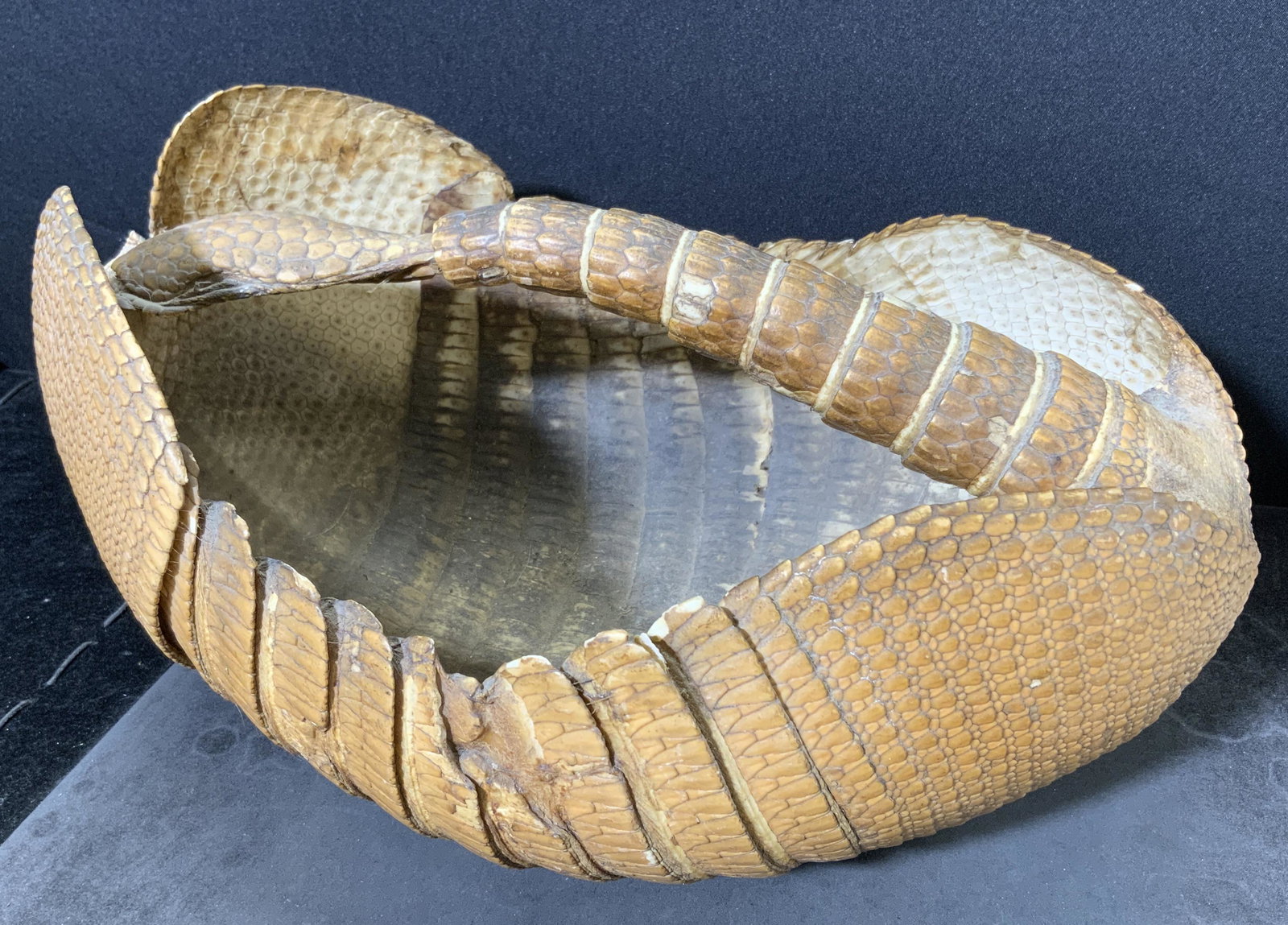 Banded Armadillo Basket (1 of 10)