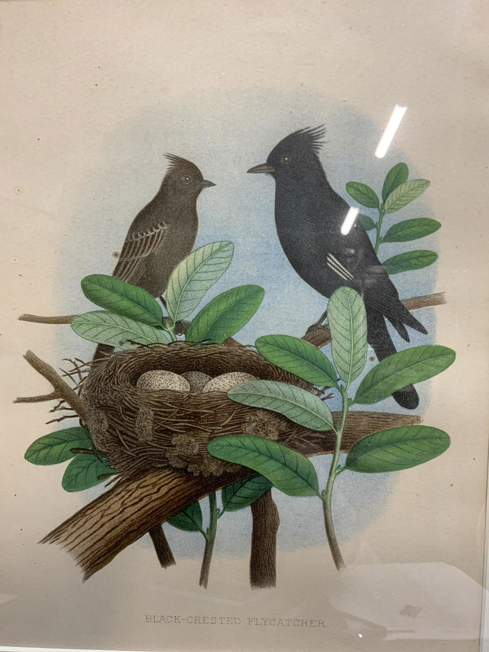 Framed Black Crested Flycatcher Chromolith (1 of 8)