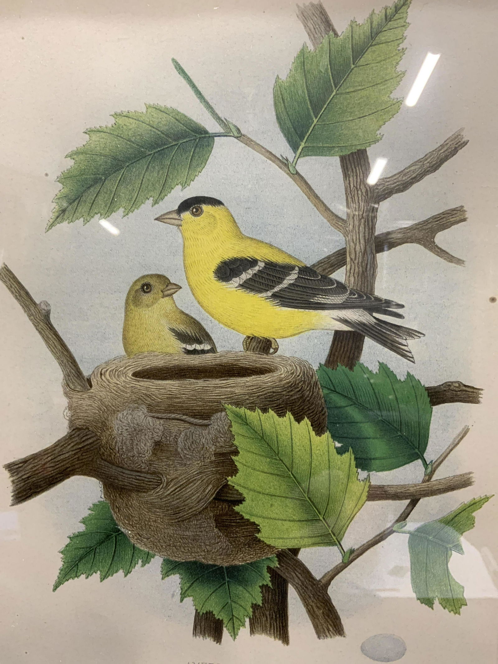 Framed American Goldfinch Chromolith (1 of 7)