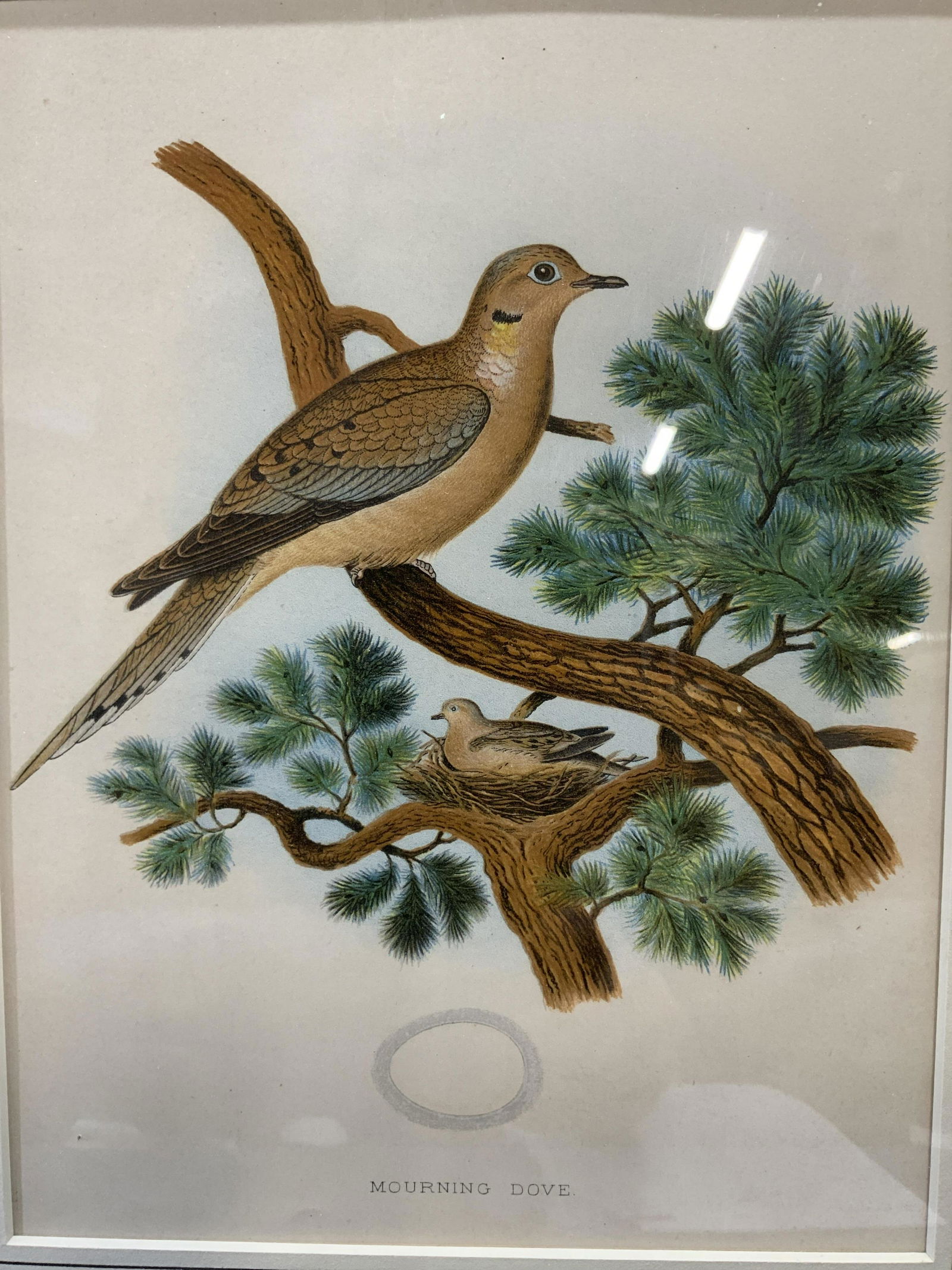 Framed Mourning Dove Chromolith (1 of 8)