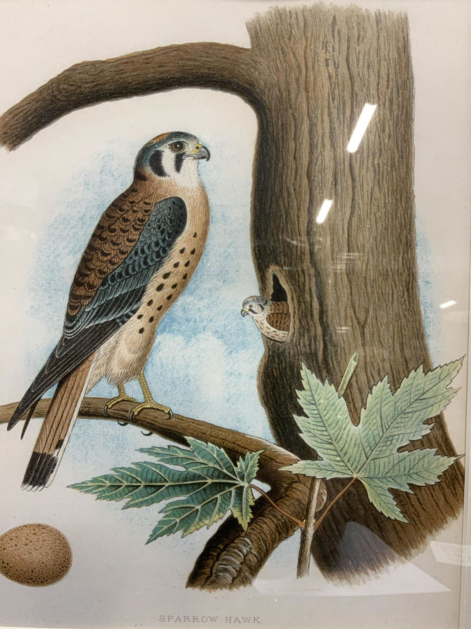 Framed Sparrow Hawk with Baby Chromolith (1 of 7)
