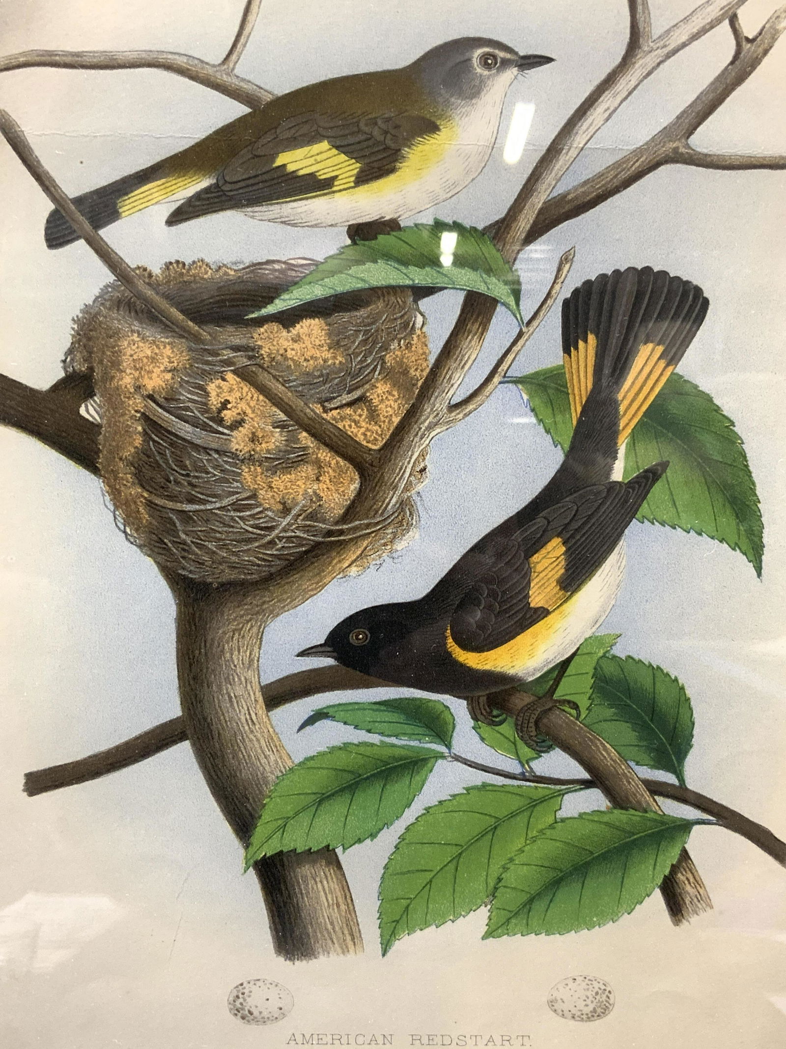 THOMAS GENTRY Antique American Redstart Lithograph (1 of 5)