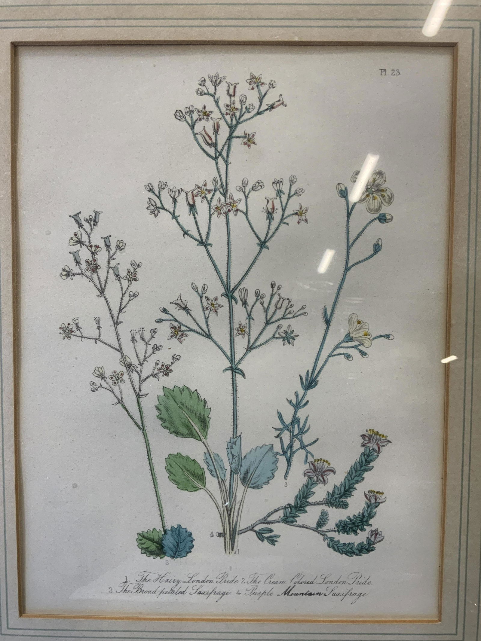 Framed Antique Botanical Chromolithograph (1 of 6)