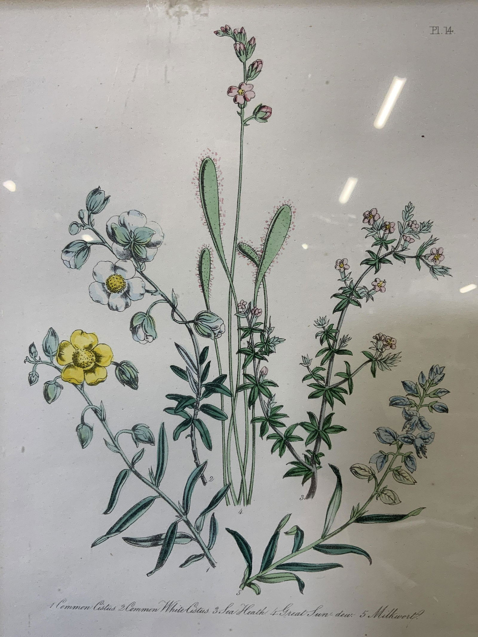 Framed Antique Botanical Chromolithograph C. 1850 (1 of 6)