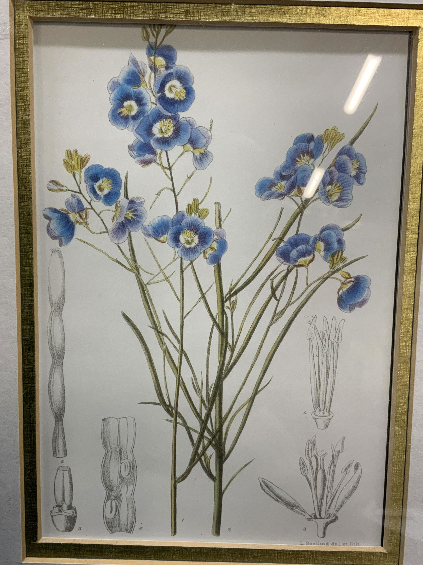 Framed Botanical Lithograph of Commelina Flower (1 of 5)