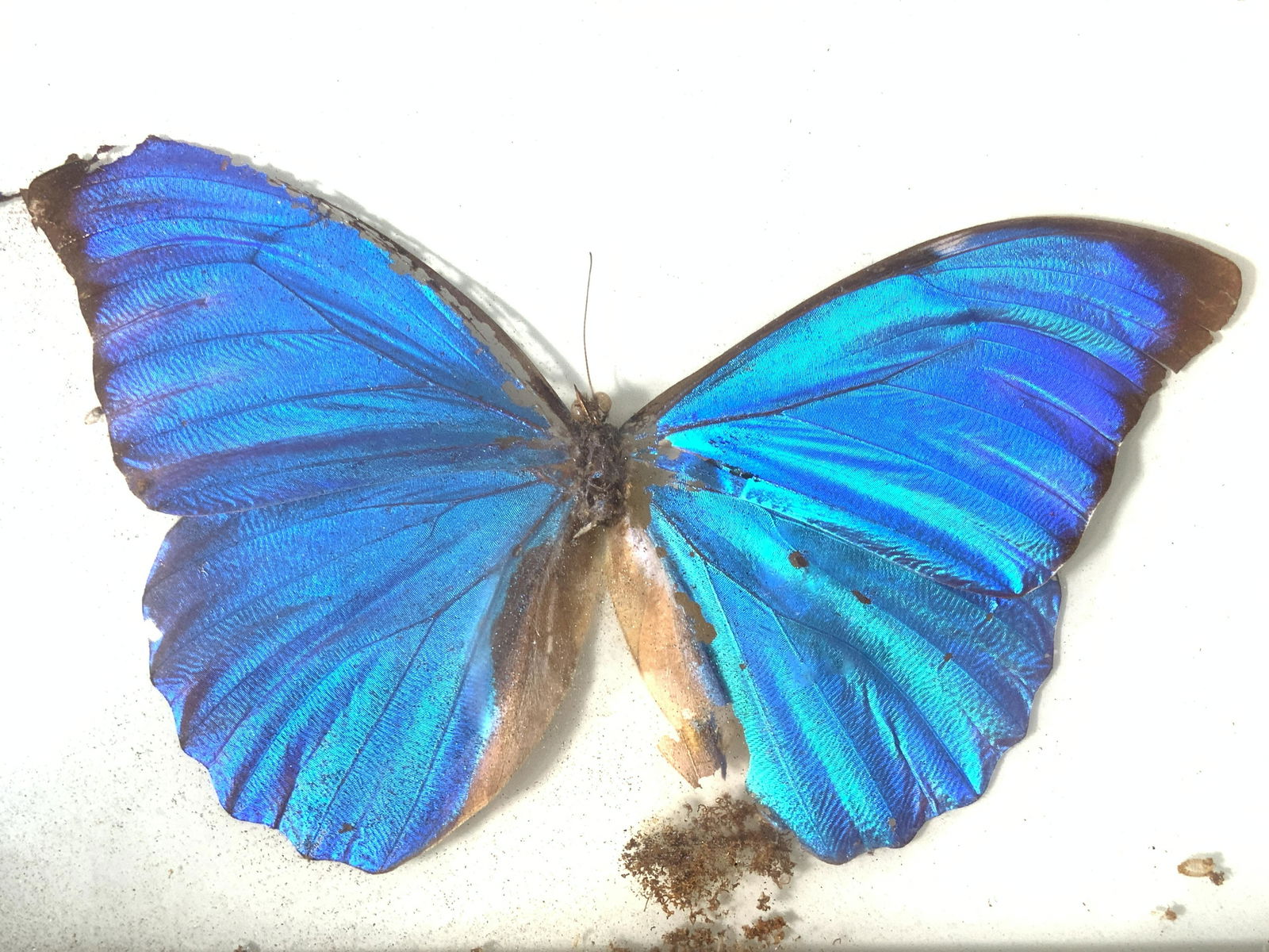 Framed Morpho Anaxibia Blue Winged Butterfly (1 of 7)