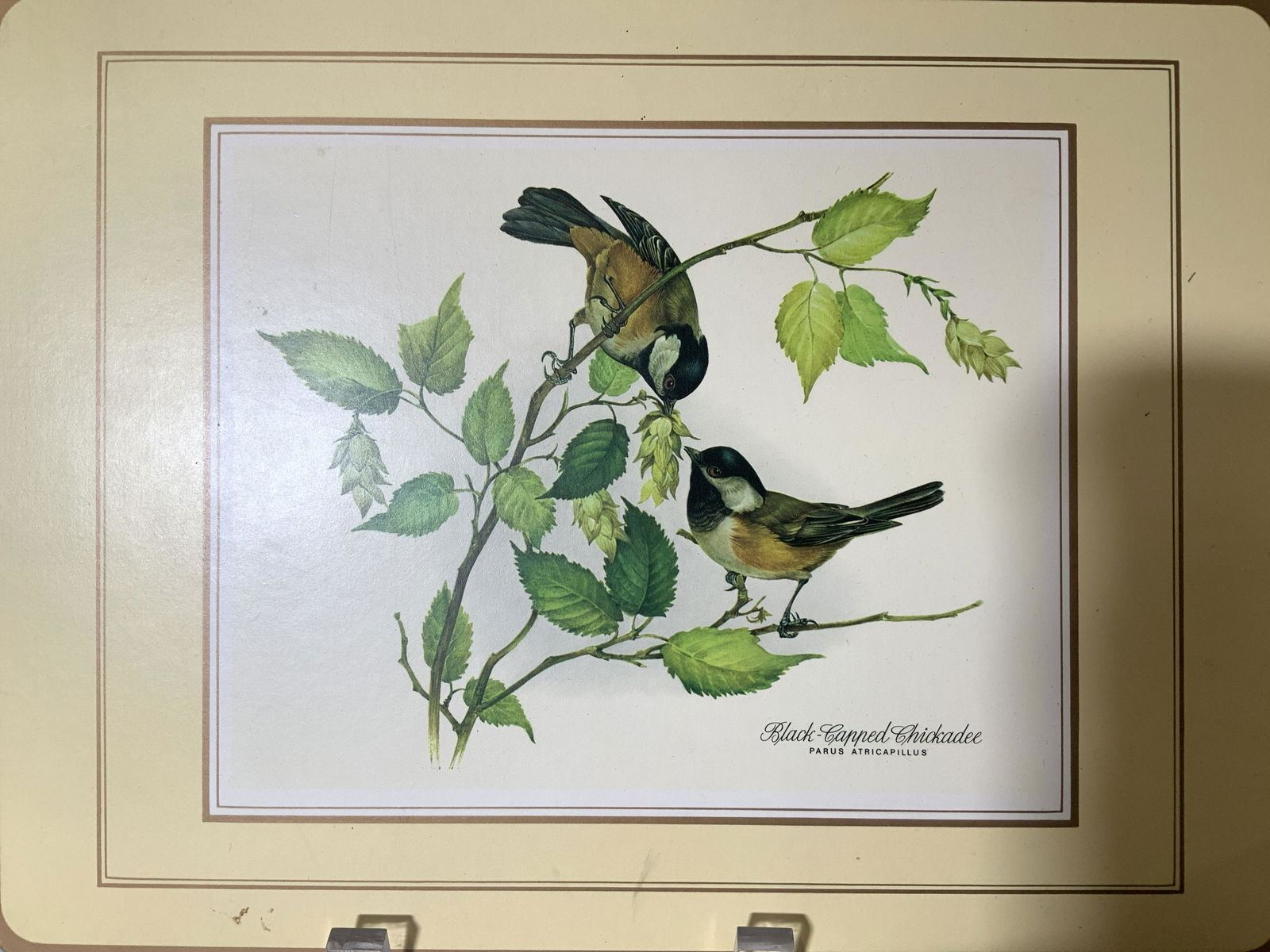 Botanical and Avery Cork Back Placemat set 4: Various birds on branches, each with scientific name written in corner. Birds include Chickadee, Scarlet Tanager, Goldfinch, and Baltimore Oriole. Yellow background with gold paint edges. Cork back, m