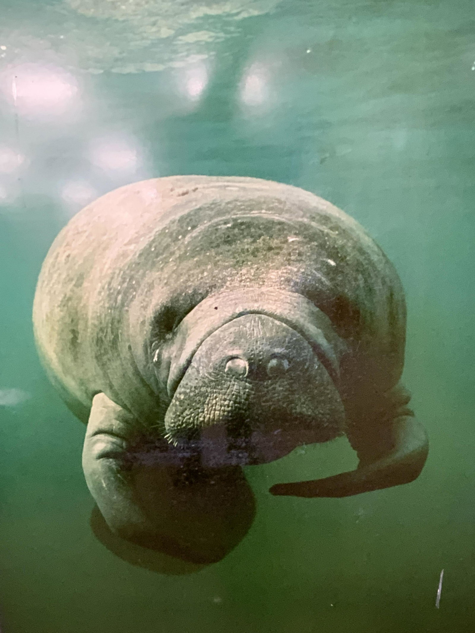 XL Exhibition Size Photograph of S Fl Manatee: XL vintage Exhibition Size Photograph of S Fl Manatee, 1986, inscriptions on verso read â€˜Manatee Crystal River, Flaâ€¦dec â€˜86, Nikon house exhibit printâ€¦ signature illegibleâ€