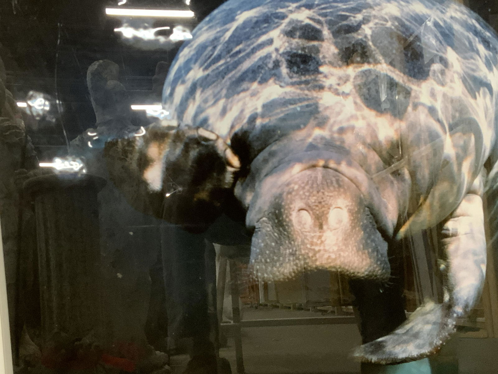 Large Framed Photograph of a Manatee (1 of 6)