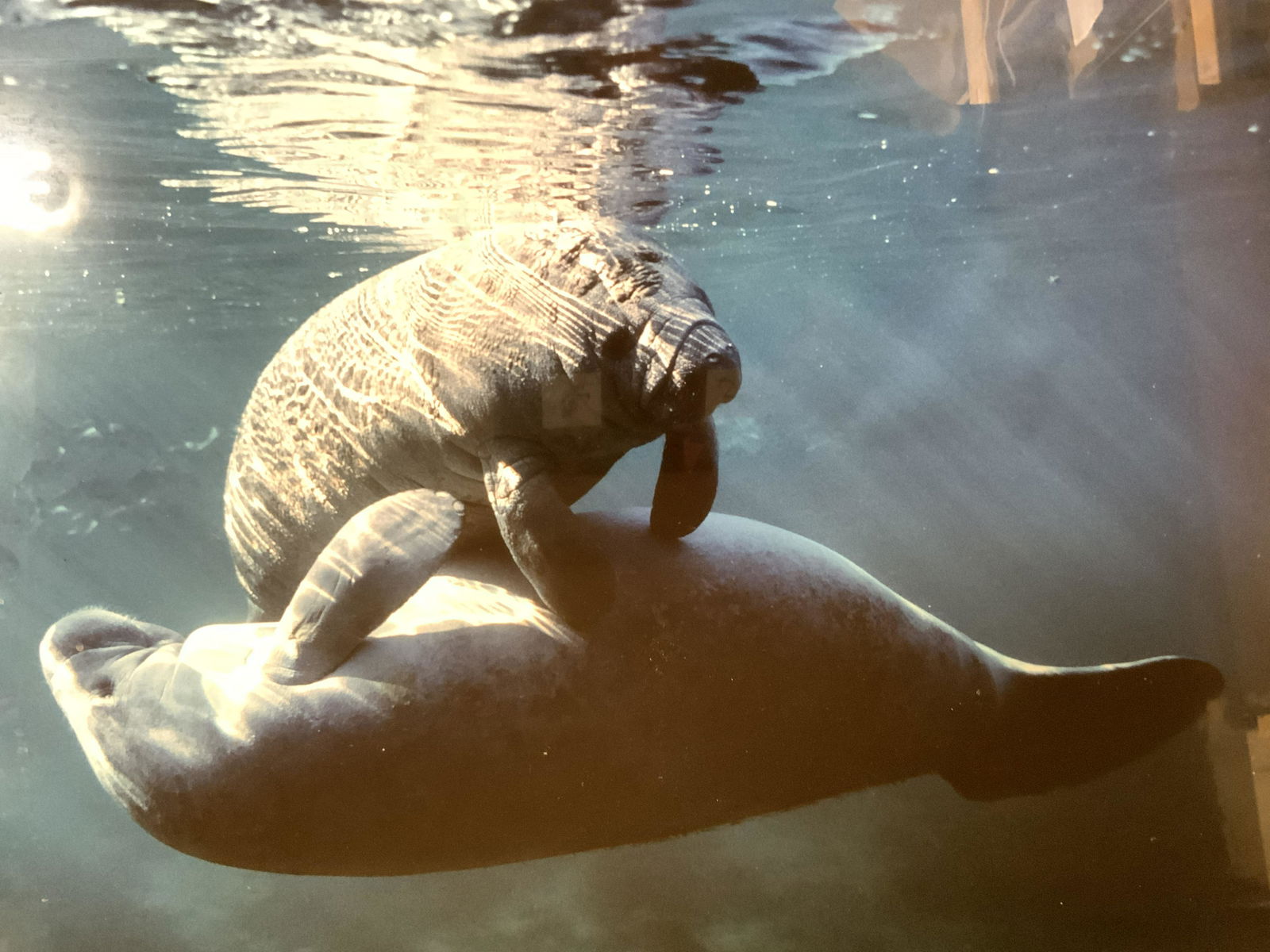 Large Framed Photograph of Manatee & Calf (1 of 6)