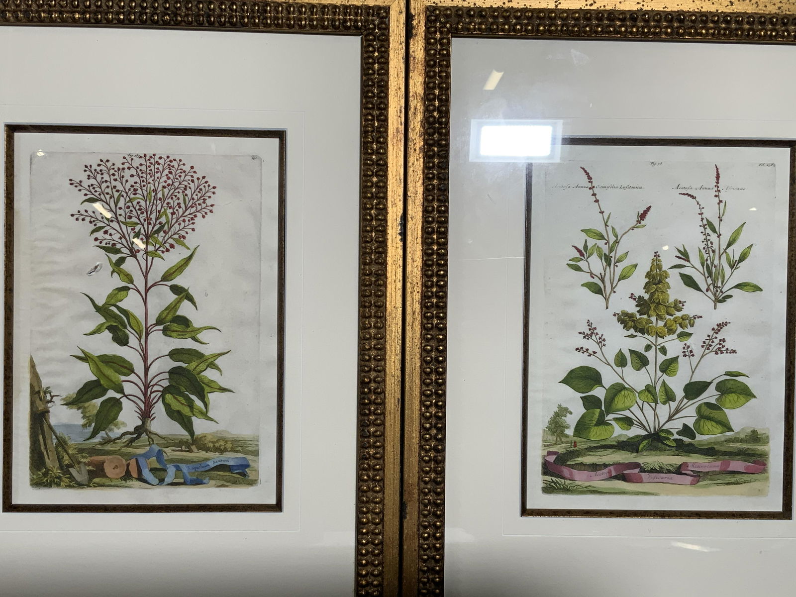 Vintage Pair Botanical Lithograph (1 of 11)