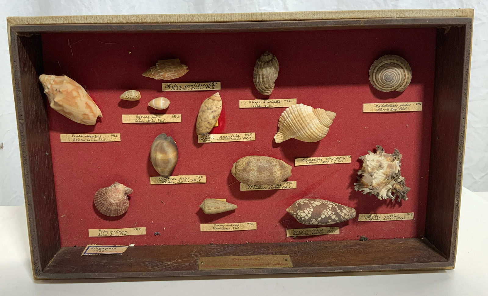 Framed Philippine Sea Shells - May 04, 2022 | The Benefit Shop