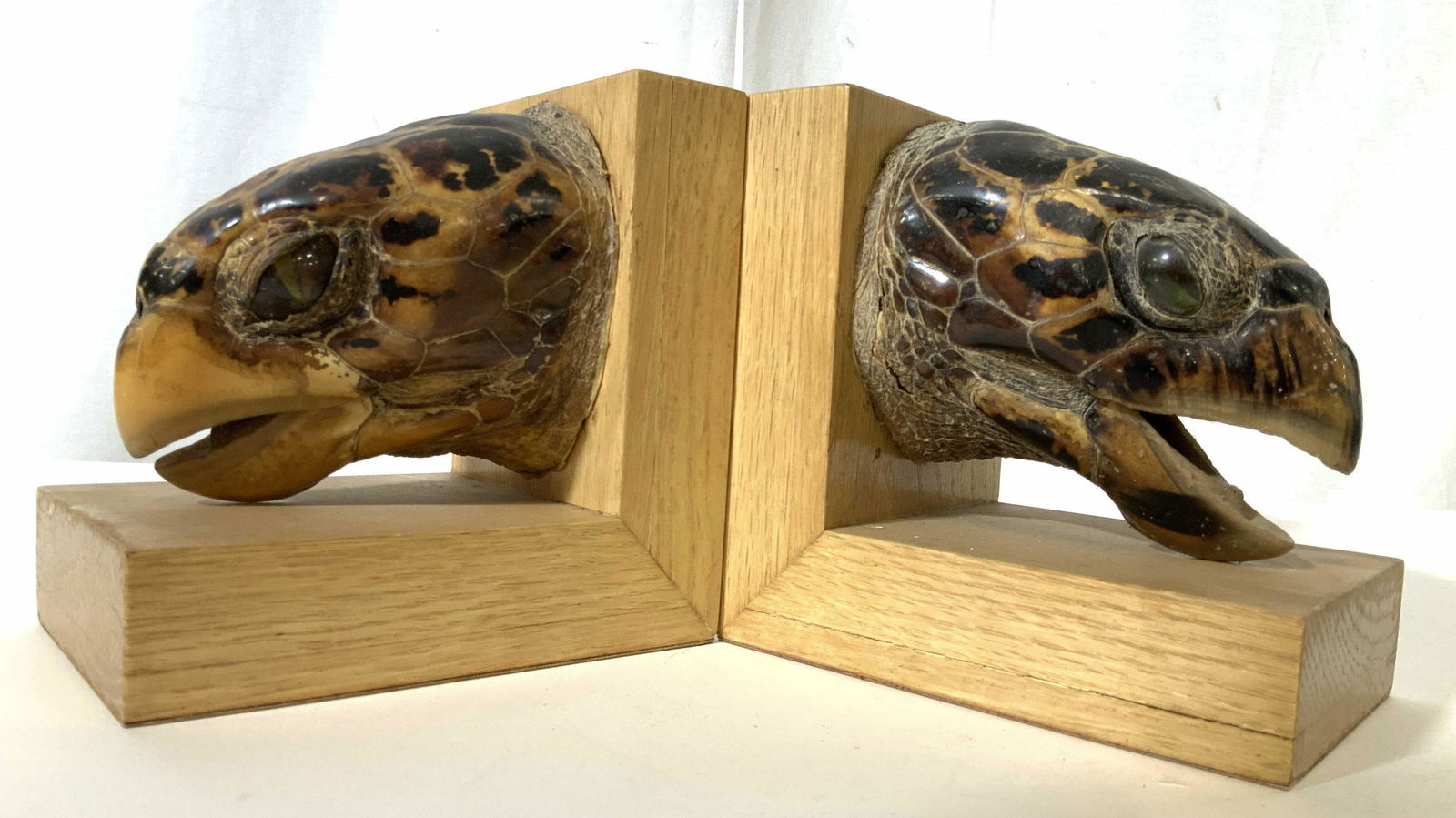 Oddity Pr Mounted Turtle Heads into Book Ends (1 of 13)