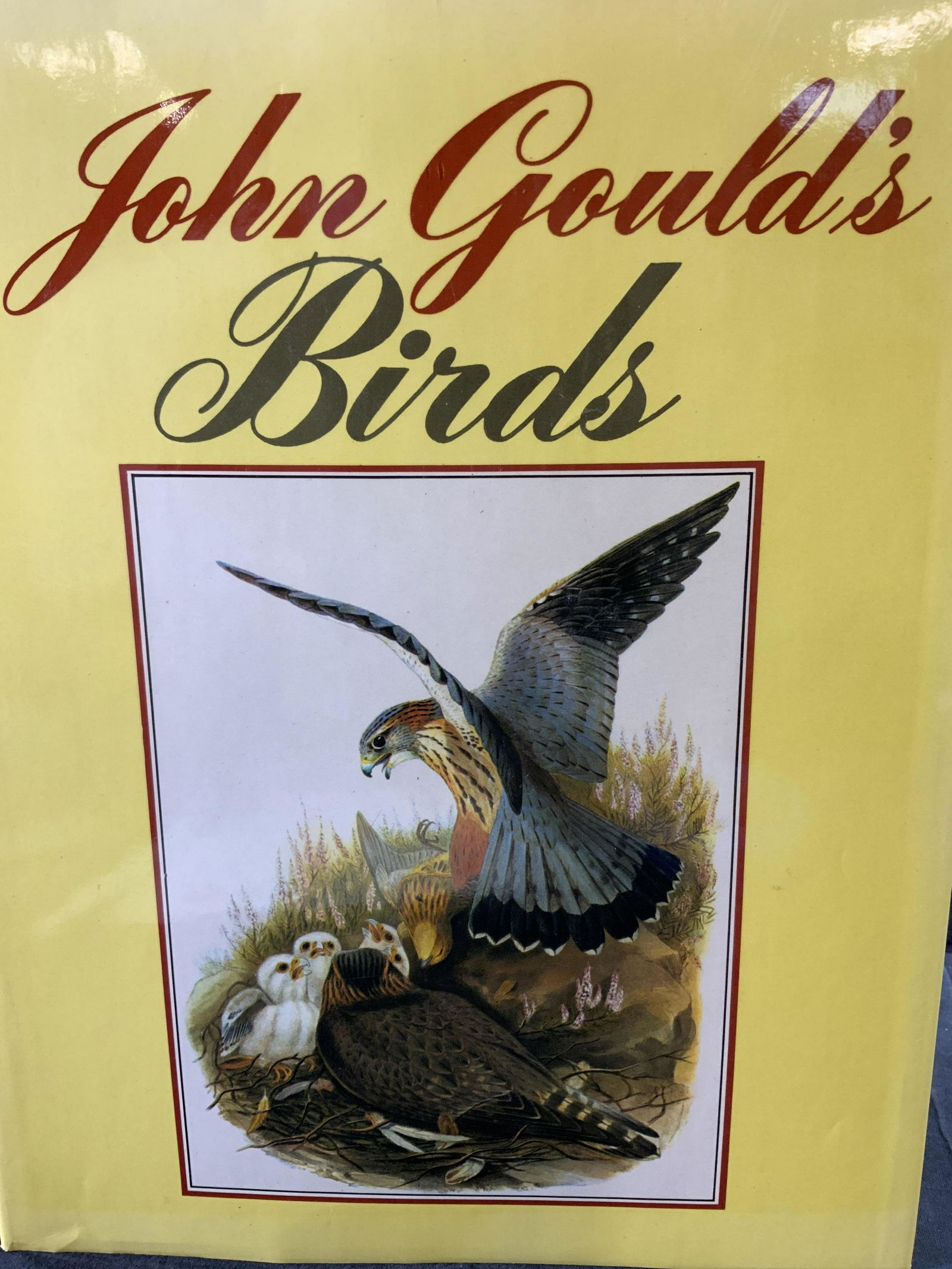JOHN GOULDS Birds Hard Cover Book: JOHN GOULDS Birds Hard Cover Book, published by Chartwell Books, Inc., copyright 1980, measures 10 3/4 x 13 3/4 inches. Books, literature, coffee table looks, literature, adult literature, coffee tabl